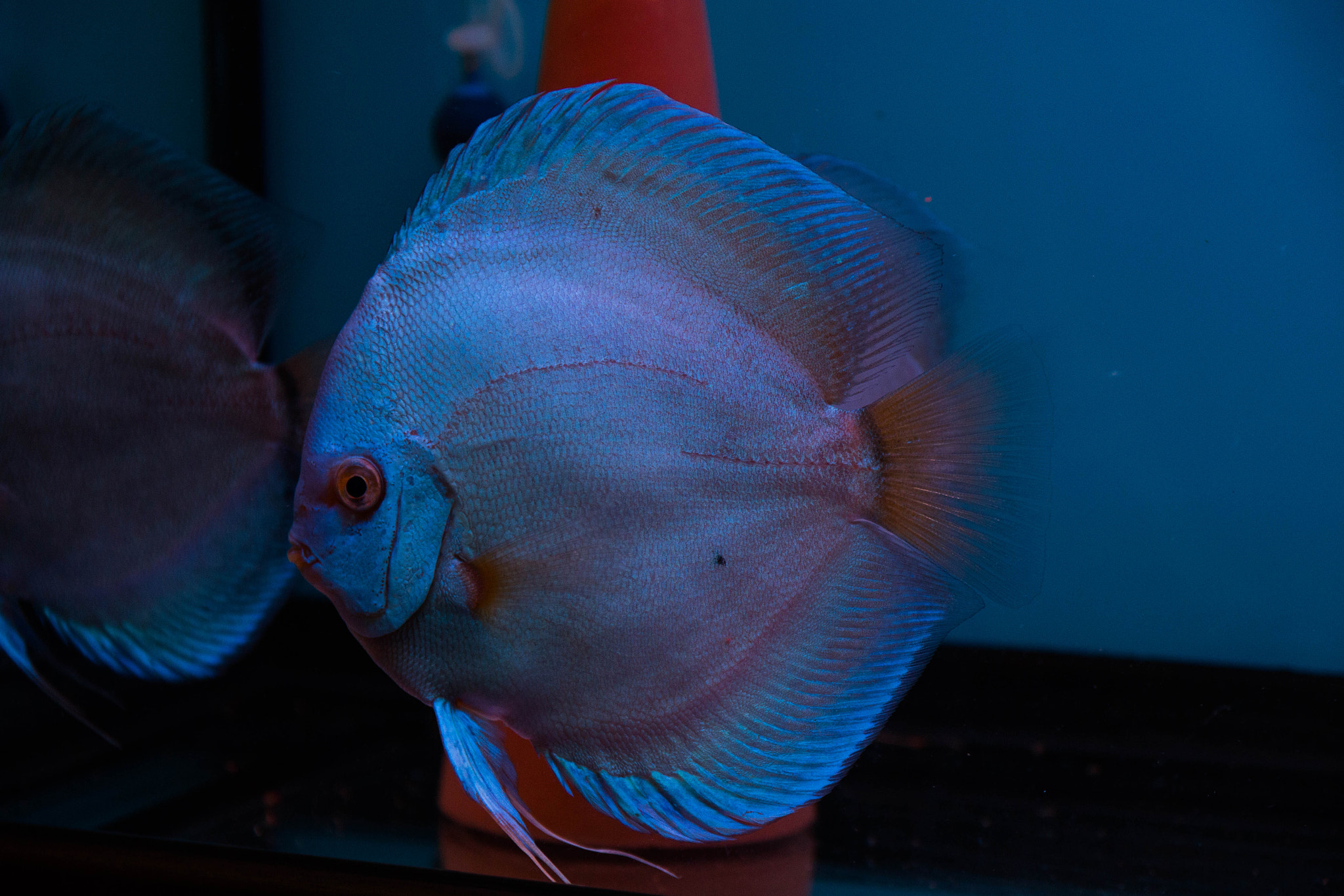 Sigma 17-70mm F2.8-4 DC Macro OS HSM sample photo. Blue diamond male discus photography
