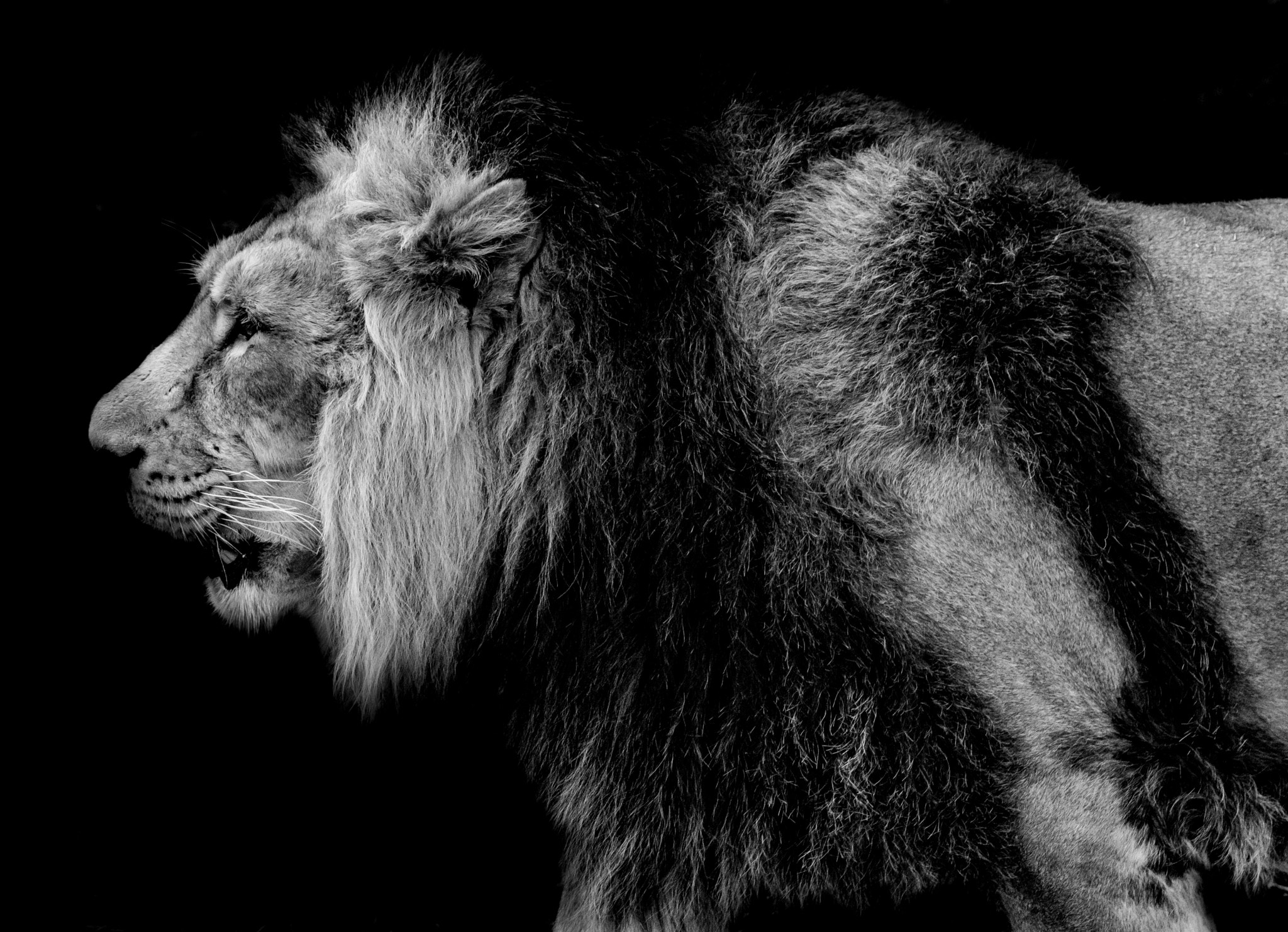 Tamron SP 70-200mm F2.8 Di VC USD sample photo. A king (bw) photography