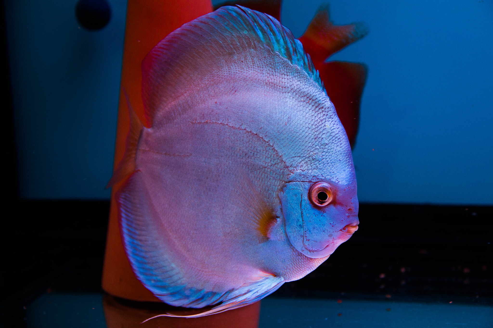 Sigma 17-70mm F2.8-4 DC Macro OS HSM sample photo. Blue diamond female discus photography