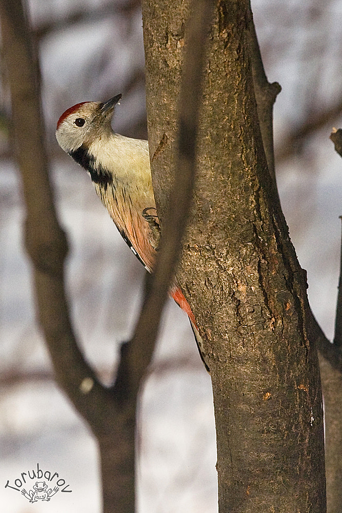 Canon EOS 5D sample photo. Middle spotted woodpecker photography