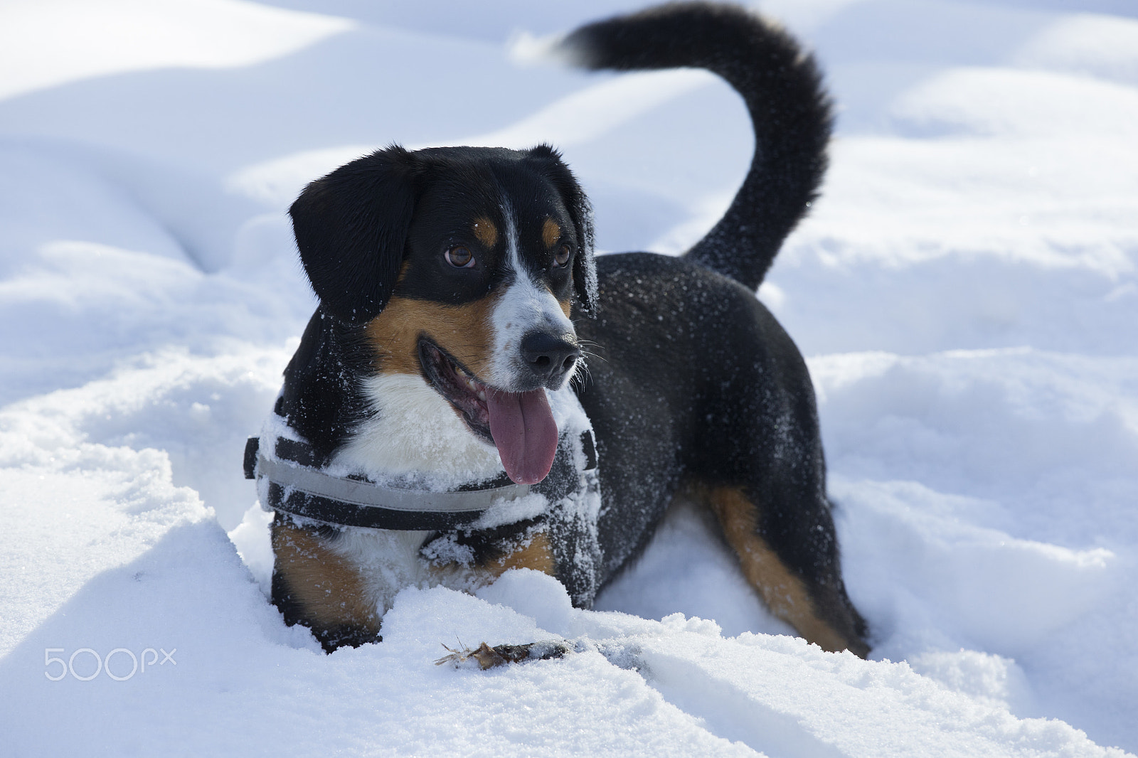 Canon EOS-1D X sample photo. Dog plays on fresh snow photography