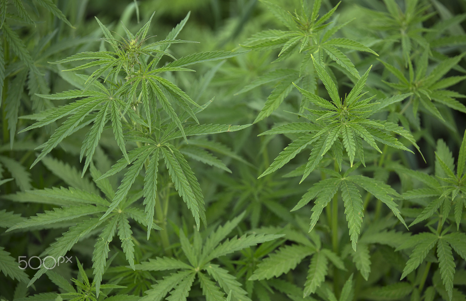 Canon EOS-1D X sample photo. Young cannabis bushes as background photography