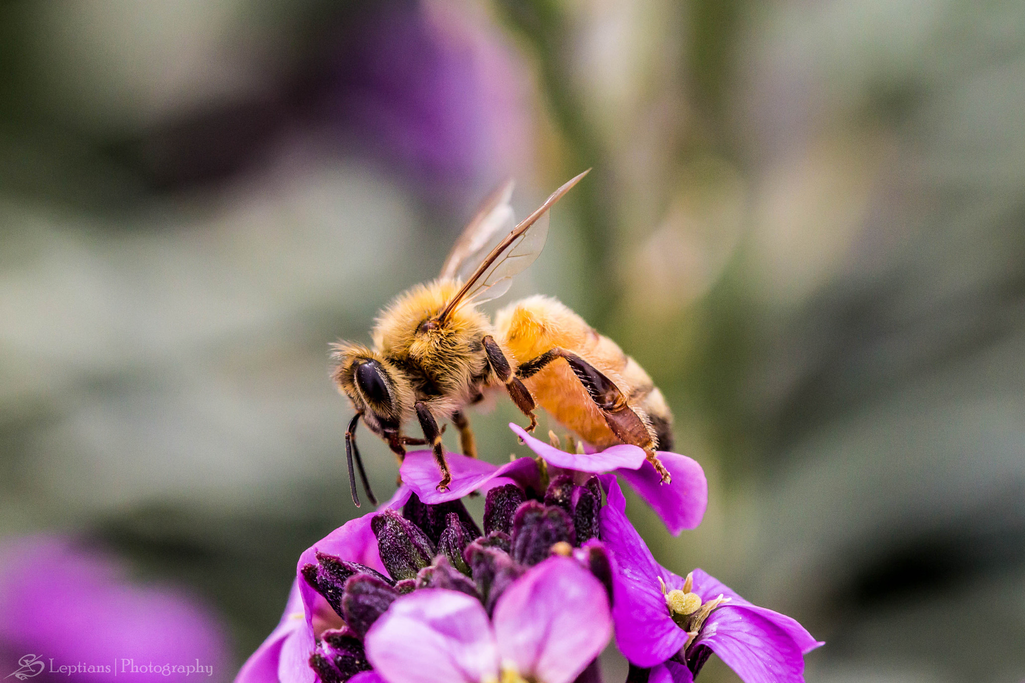 Canon EF 100mm F2.8L Macro IS USM sample photo. The yellow bee photography