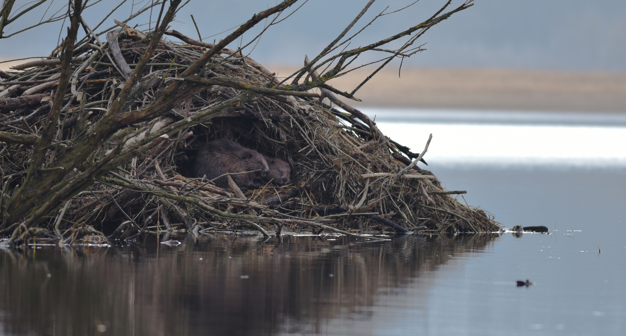 Nikon D810 sample photo. Beaver homes photography