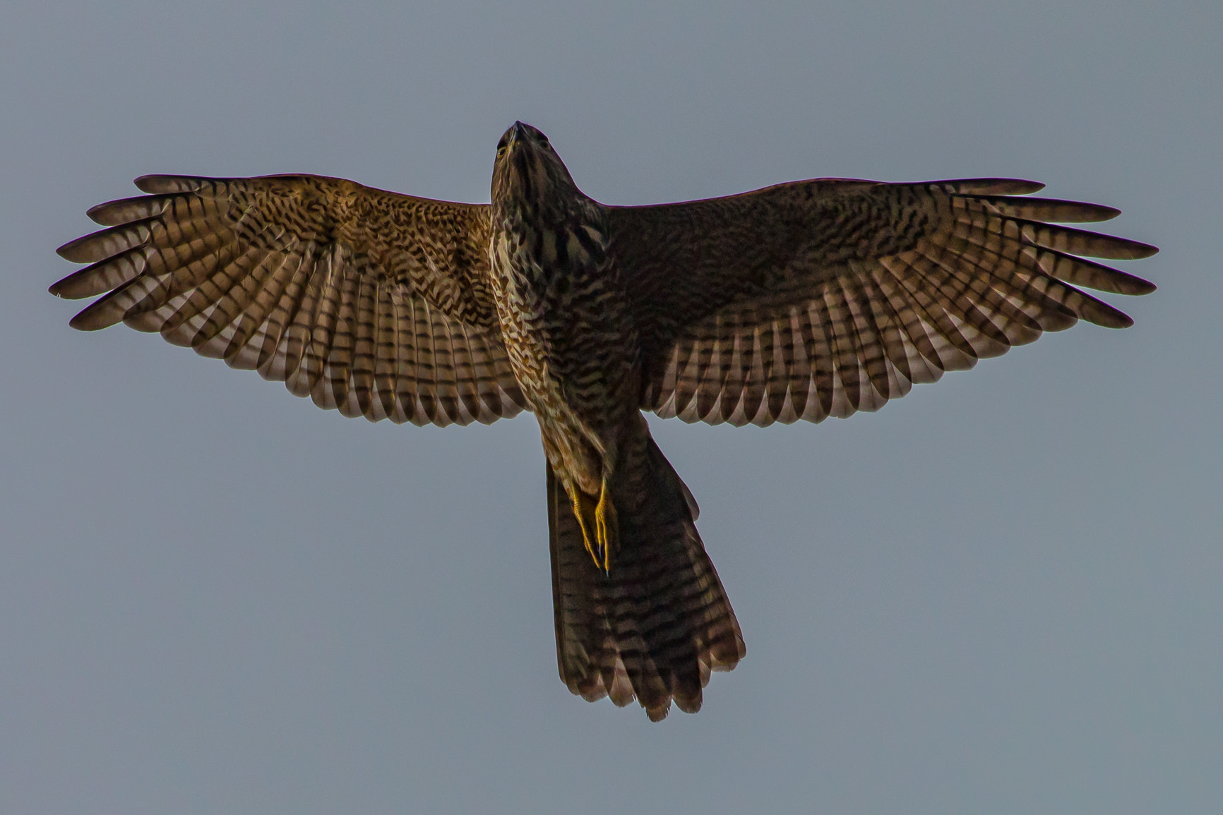 Canon EOS 70D + Canon EF 100-400mm F4.5-5.6L IS USM sample photo. Brown gshawk in flight photography