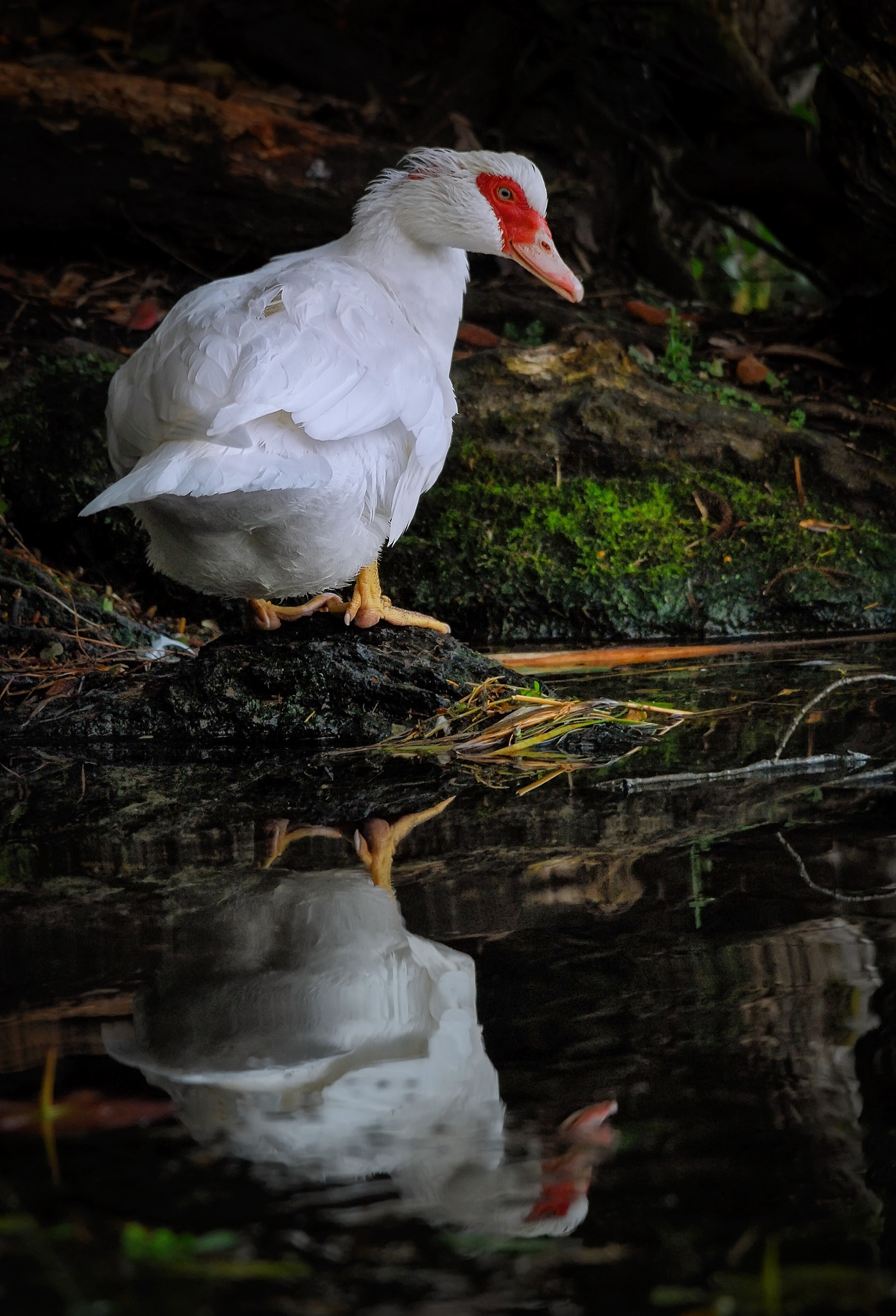 Sigma 150-500mm F5-6.3 DG OS HSM sample photo. Time for yourself photography