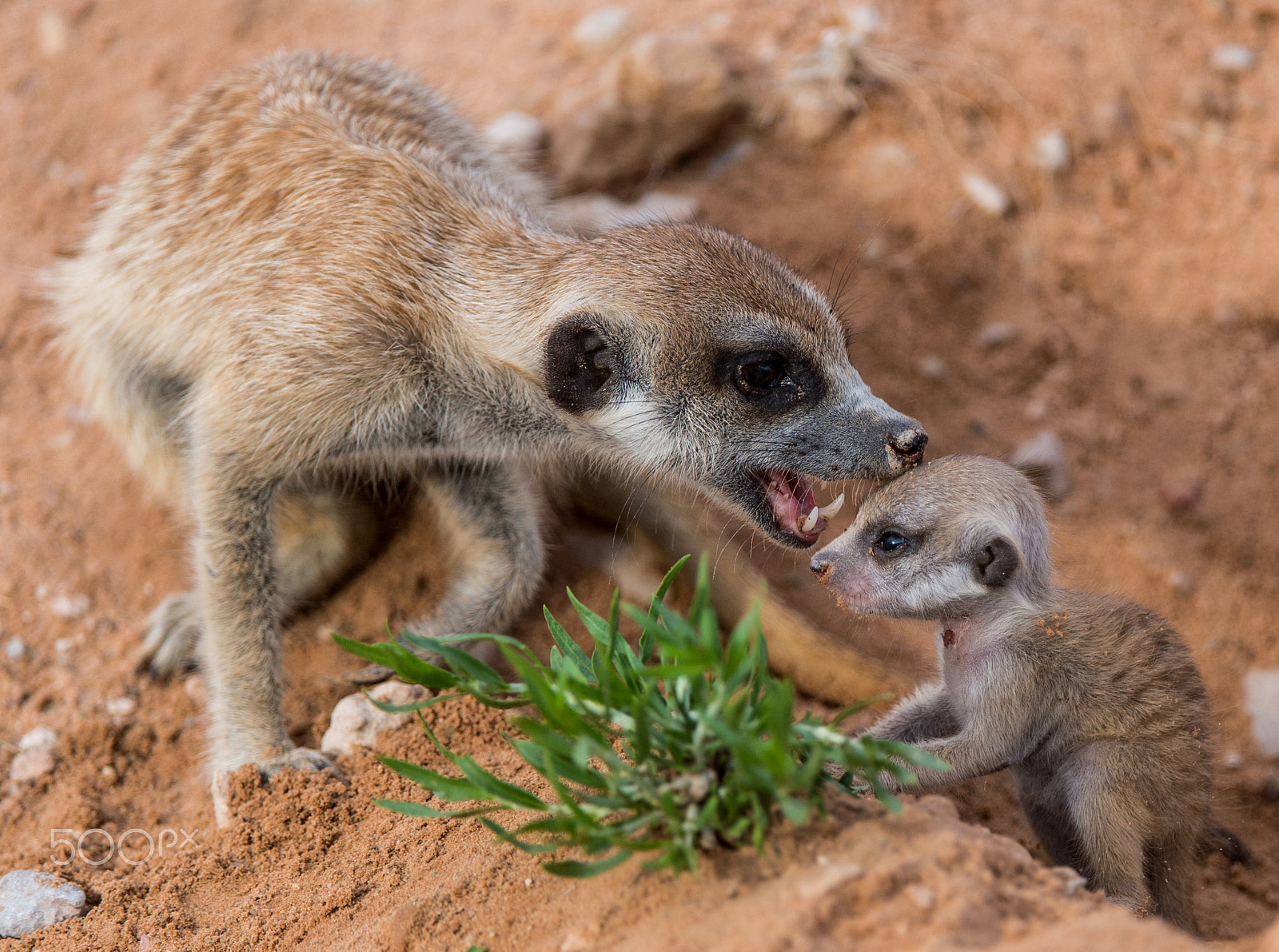 Nikon D4S + Nikon AF-S Nikkor 200-400mm F4G ED-IF VR sample photo. Suricate affection... photography