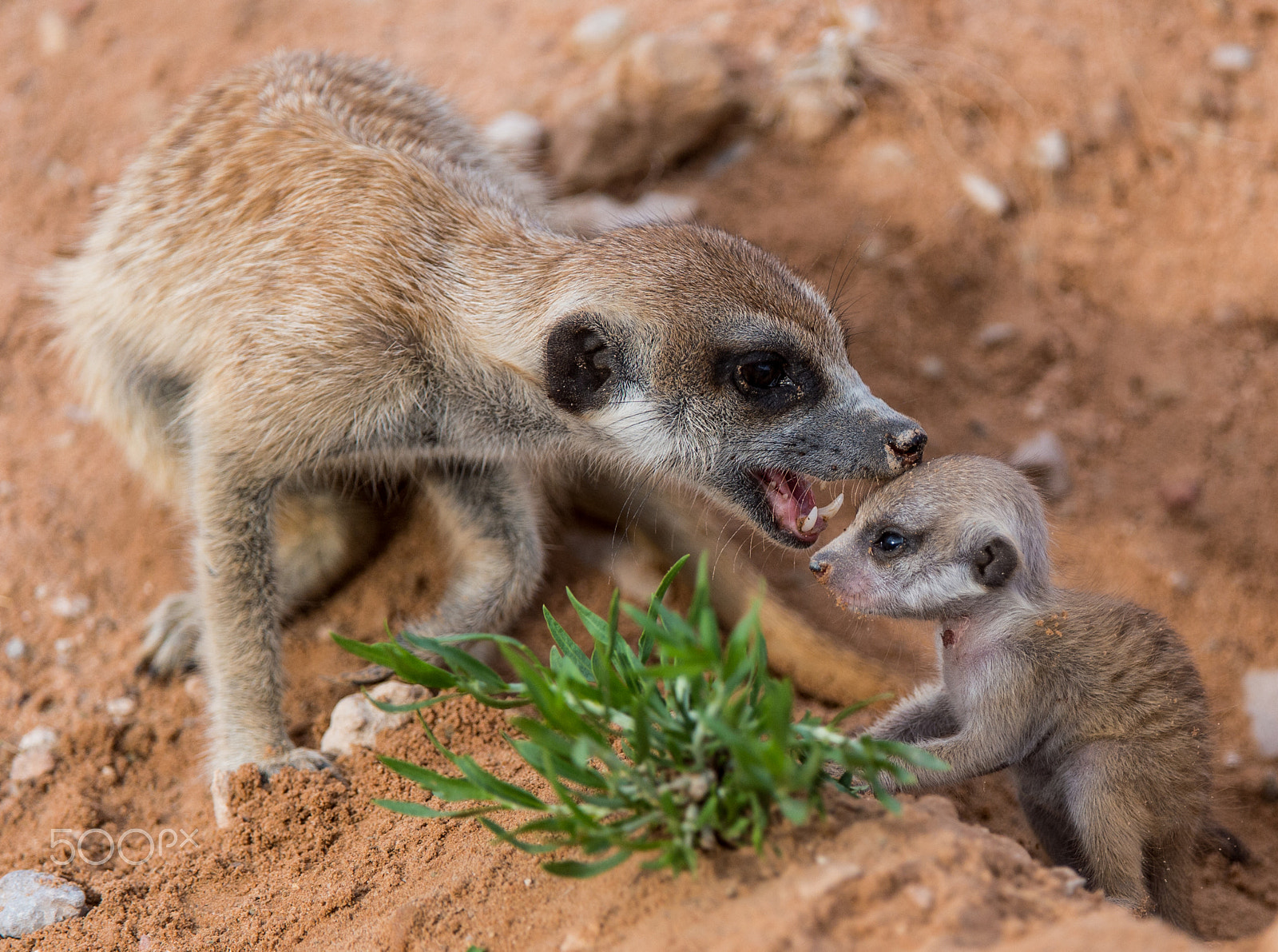 Nikon AF-S Nikkor 200-400mm F4G ED-IF VR sample photo. Suricate affection... photography