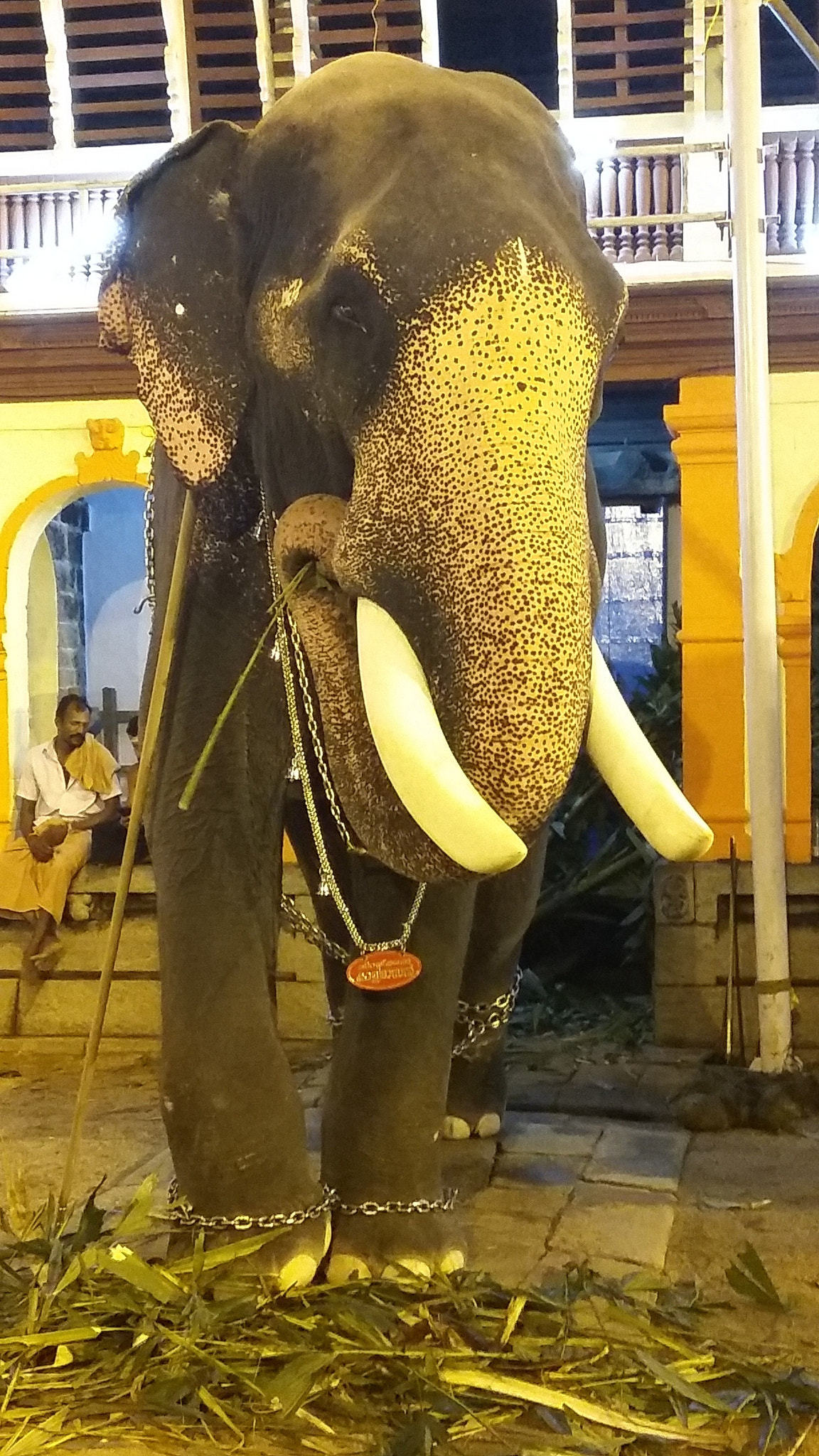 Samsung Galaxy E5 sample photo. Elephant keralataxis photography