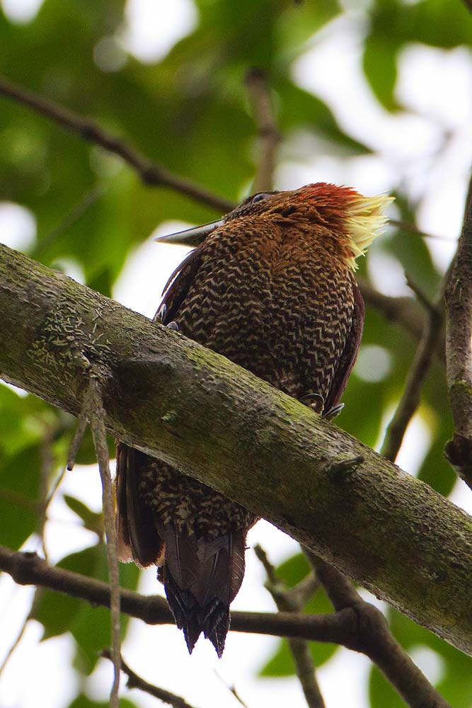 Canon EOS 7D + Canon EF 500mm F4L IS USM sample photo. Banded woodpecker photography