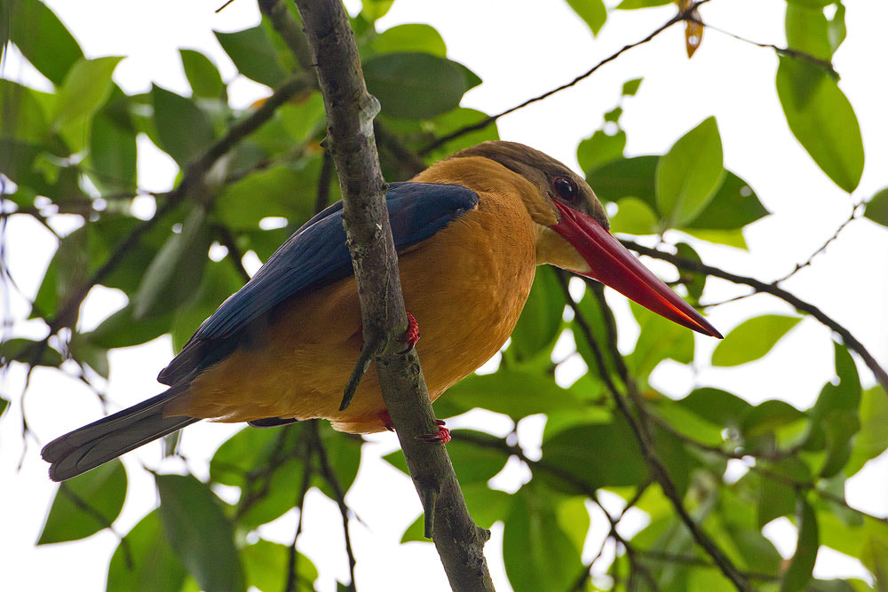 Canon EOS 7D + Canon EF 500mm F4L IS USM sample photo. Stork-billed kingfisher photography