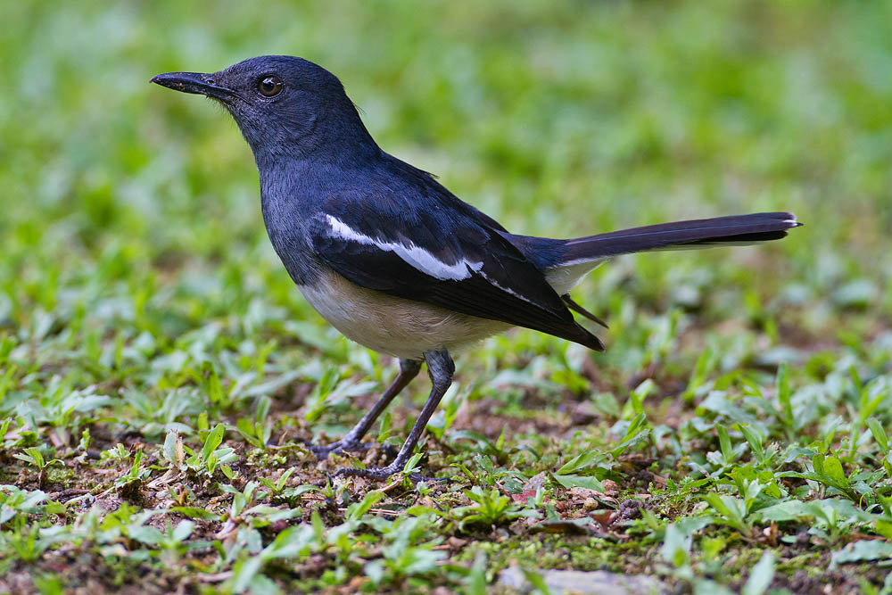 Canon EOS 7D + Canon EF 500mm F4L IS USM sample photo. Oriental magpie robin photography