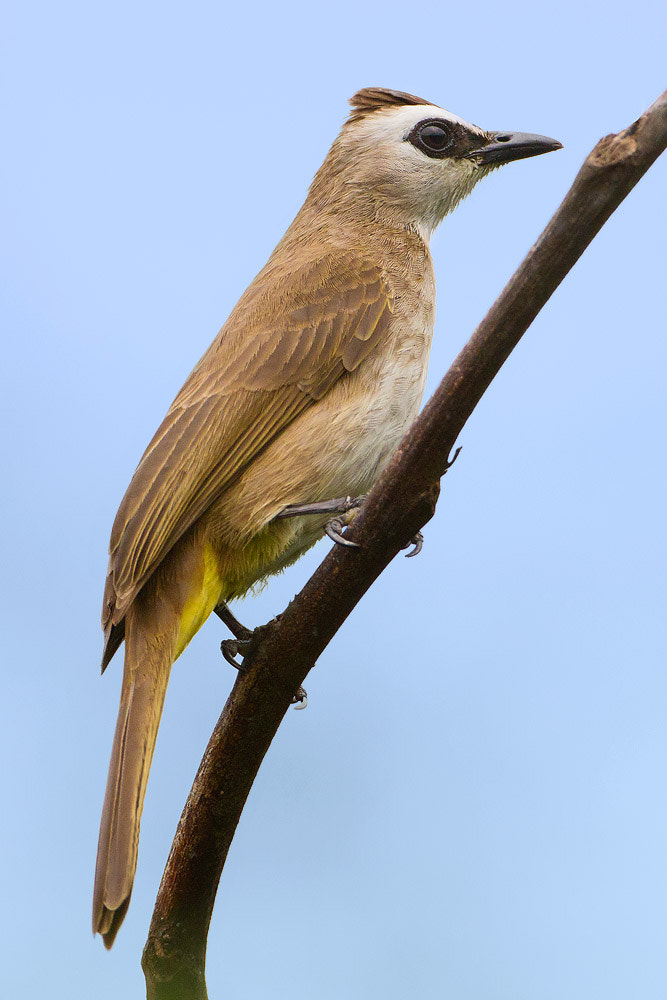 Canon EOS 7D + Canon EF 500mm F4L IS USM sample photo. Yellow-vented bulbul photography