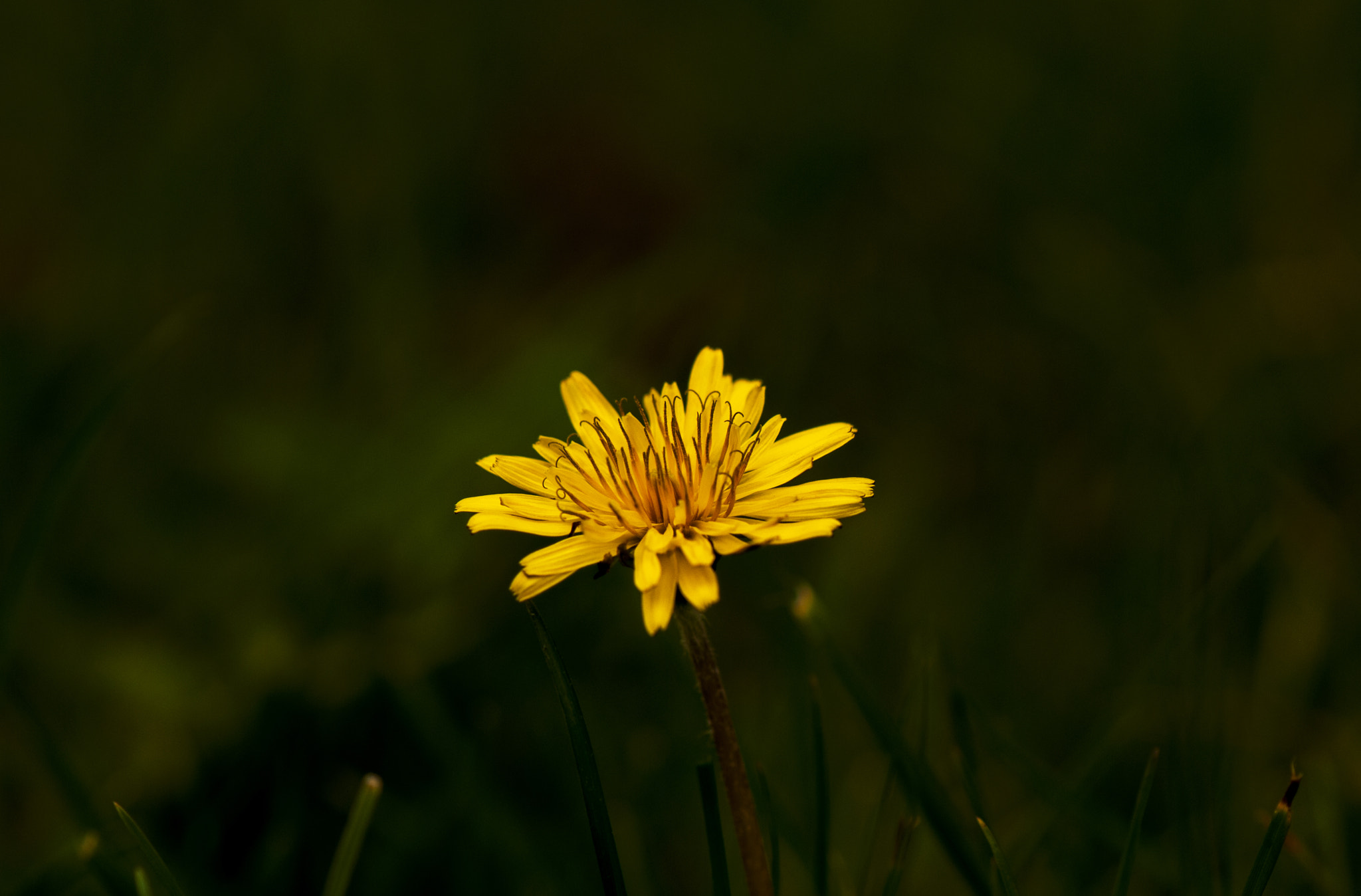 Nikon AF-S Micro-Nikkor 105mm F2.8G IF-ED VR sample photo