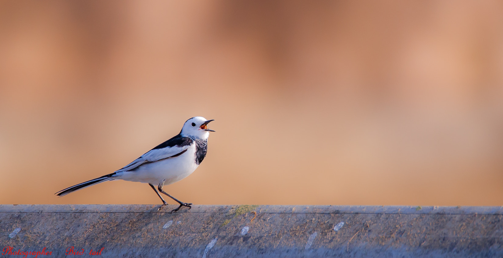 Sigma 150-600mm F5-6.3 DG OS HSM | C sample photo. Black backed wagtail in korea photography