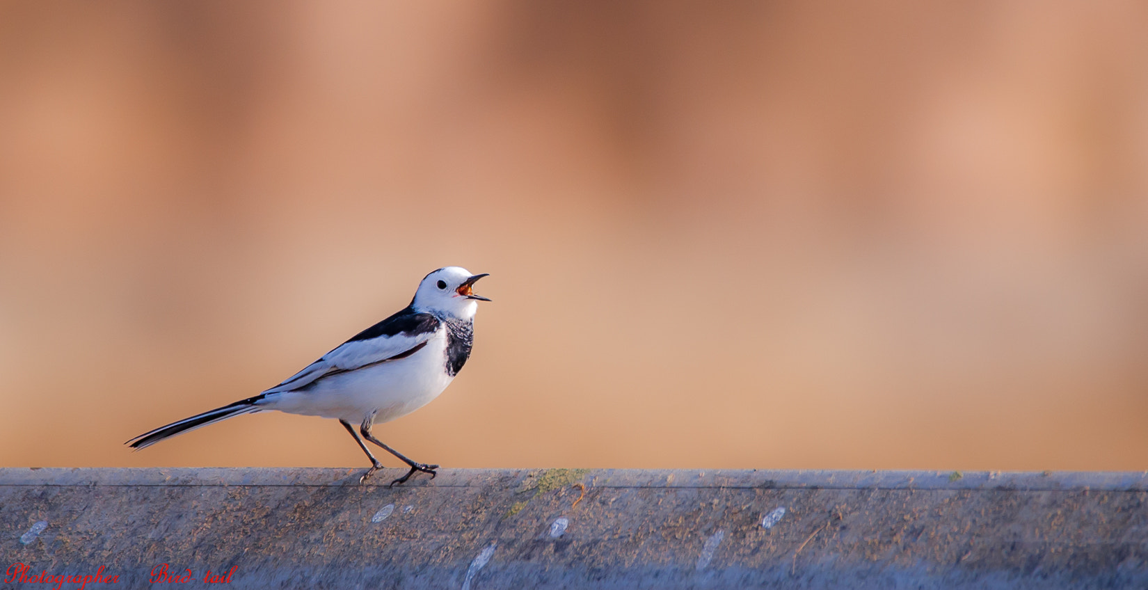 Nikon D3 + Sigma 150-600mm F5-6.3 DG OS HSM | C sample photo. Black backed wagtail in korea photography