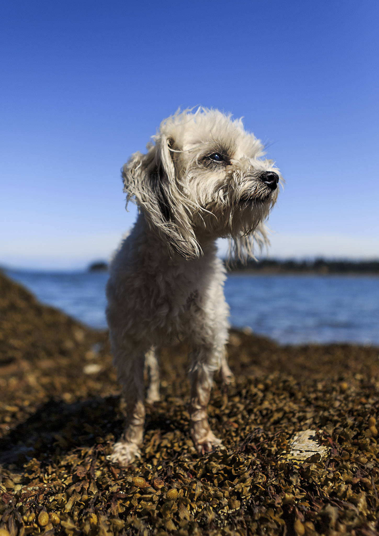 Canon EOS-1D X sample photo. The adventures of charlie photography