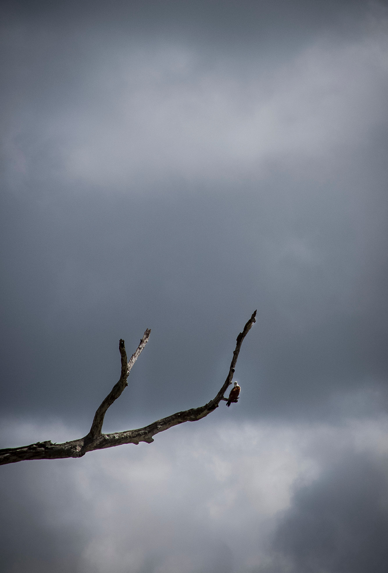 Canon EF 28-135mm F3.5-5.6 IS USM sample photo. Eagle on a tree photography