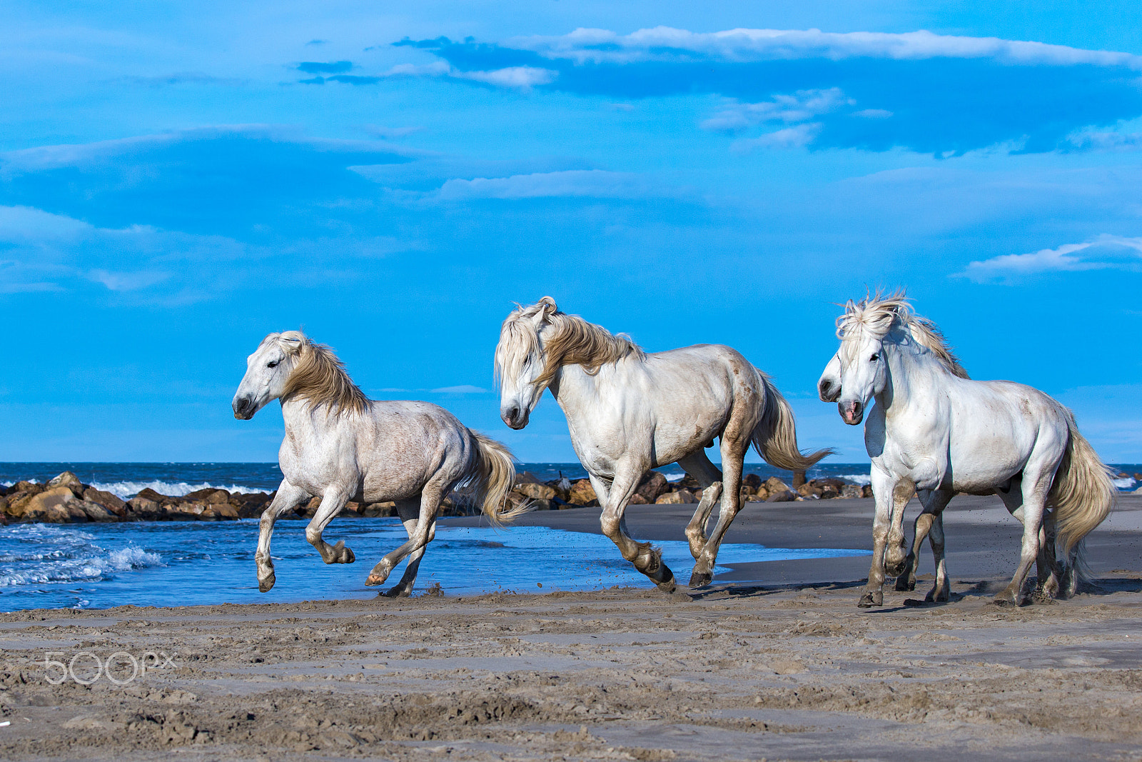 Canon EOS-1D X sample photo. Chevaux camarguais au galop sur la plage photography