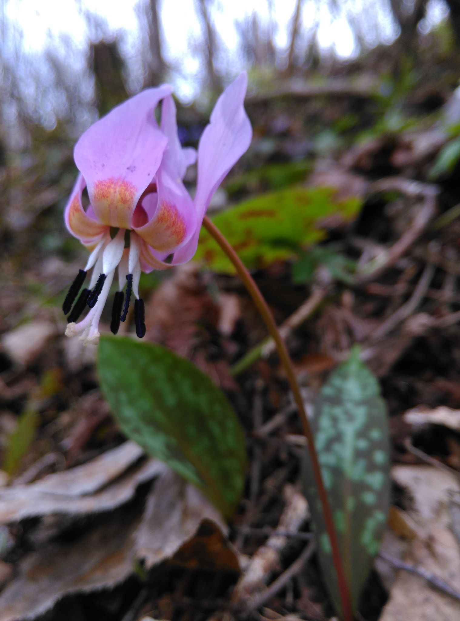HTC ONE M8S sample photo. Erythronium dens-canis photography