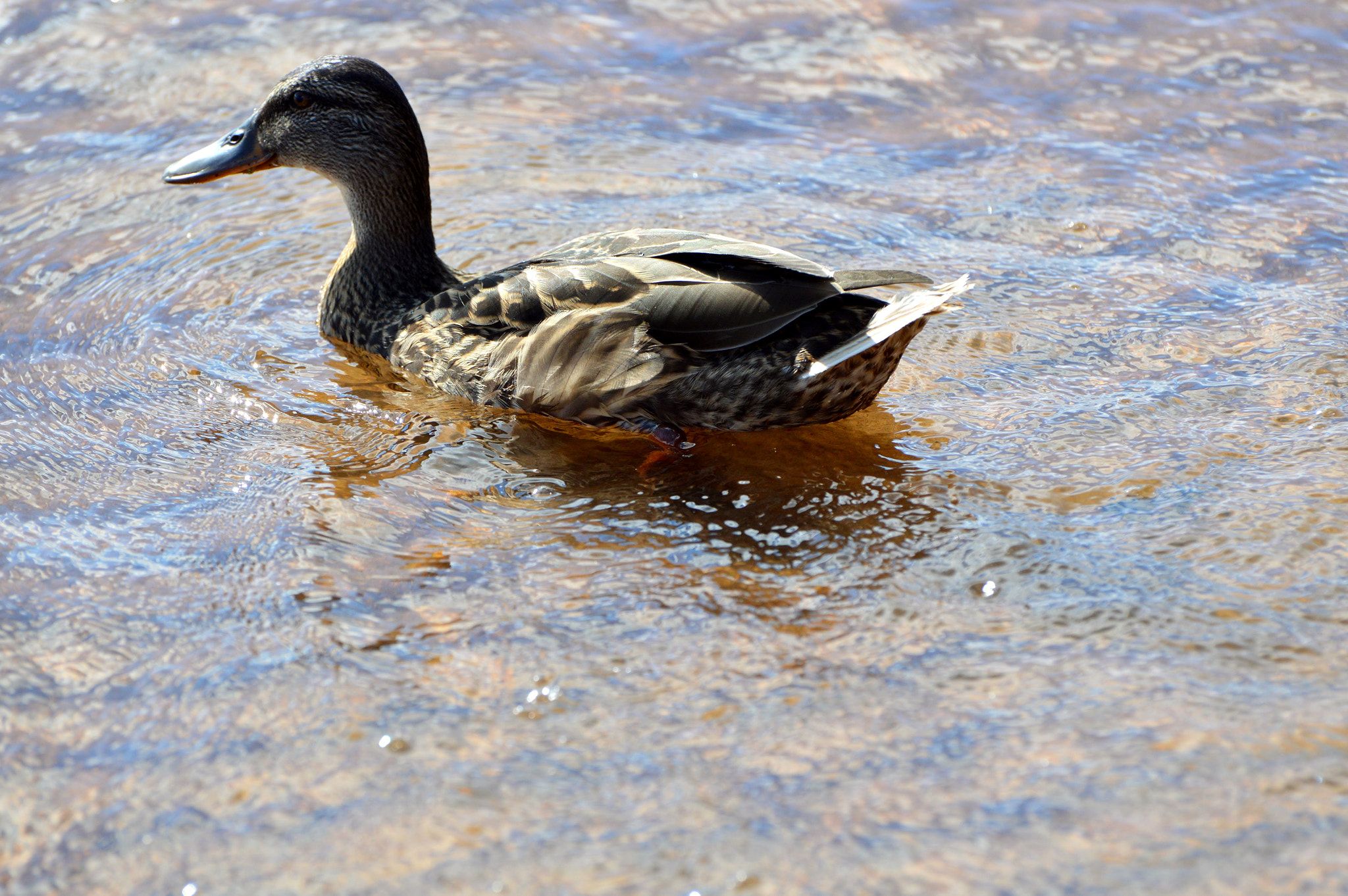Nikon D3200 sample photo. Lonely duck photography