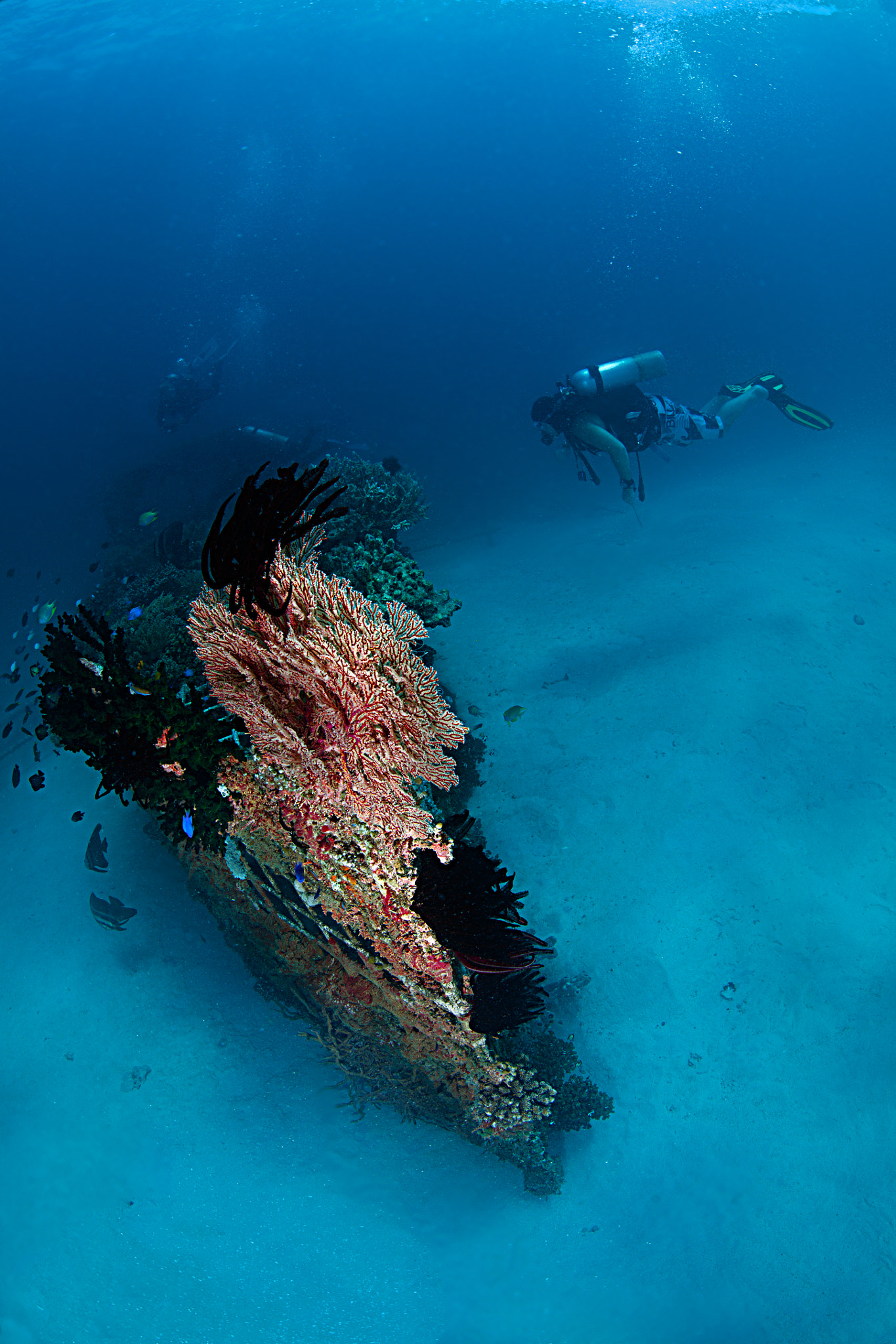 Canon EF 8-15mm F4L Fisheye USM sample photo. Biowreck, pemuteran bali photography