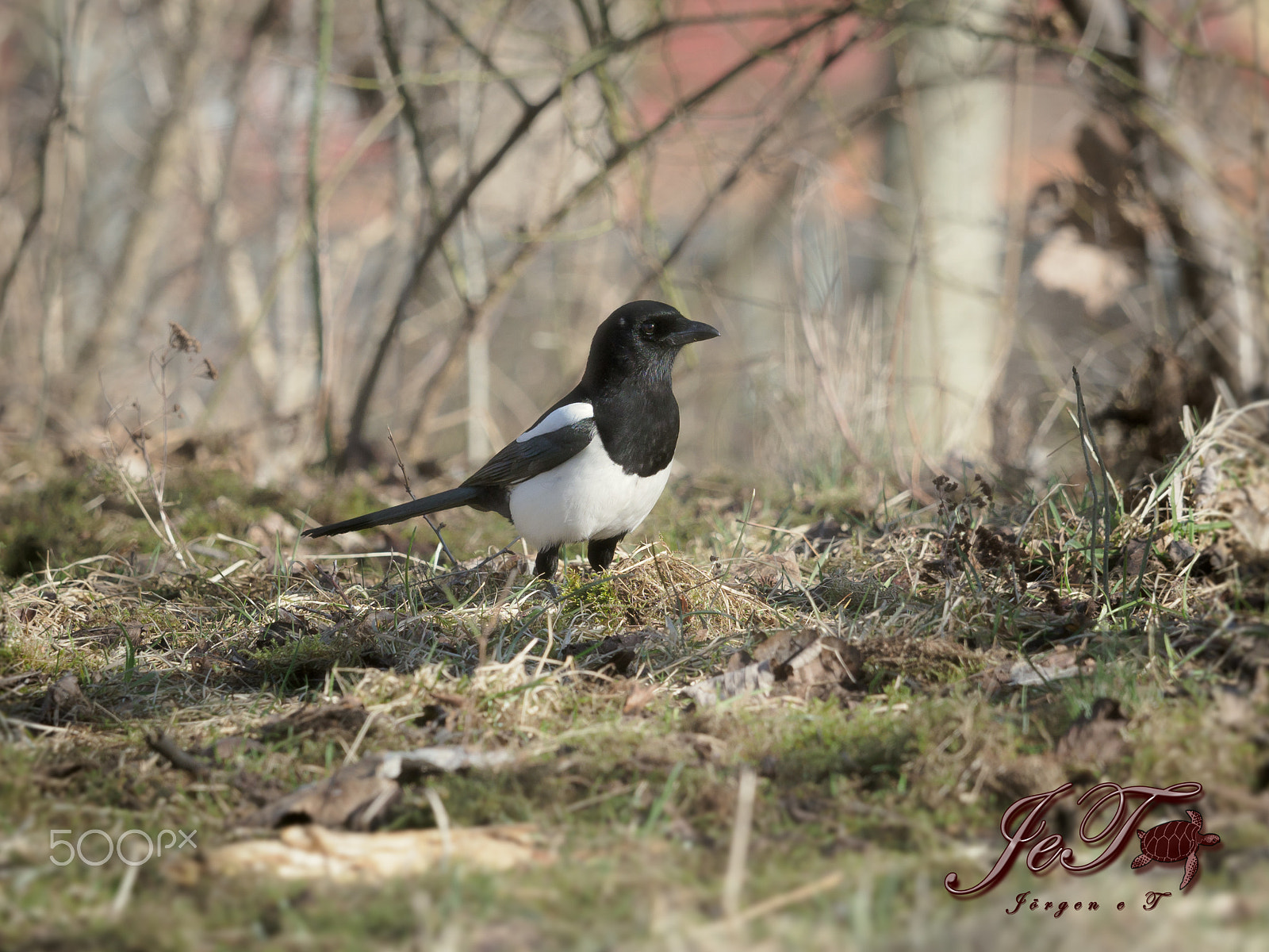 Olympus OM-D E-M1 Mark II + Olympus M.Zuiko Digital ED 40-150mm F2.8 Pro sample photo. Magpie photography