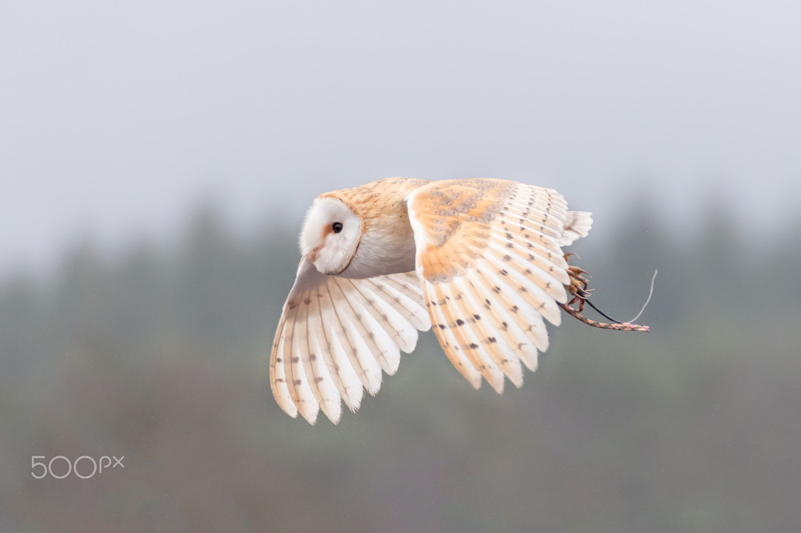 Nikon D5600 sample photo. Owl photography