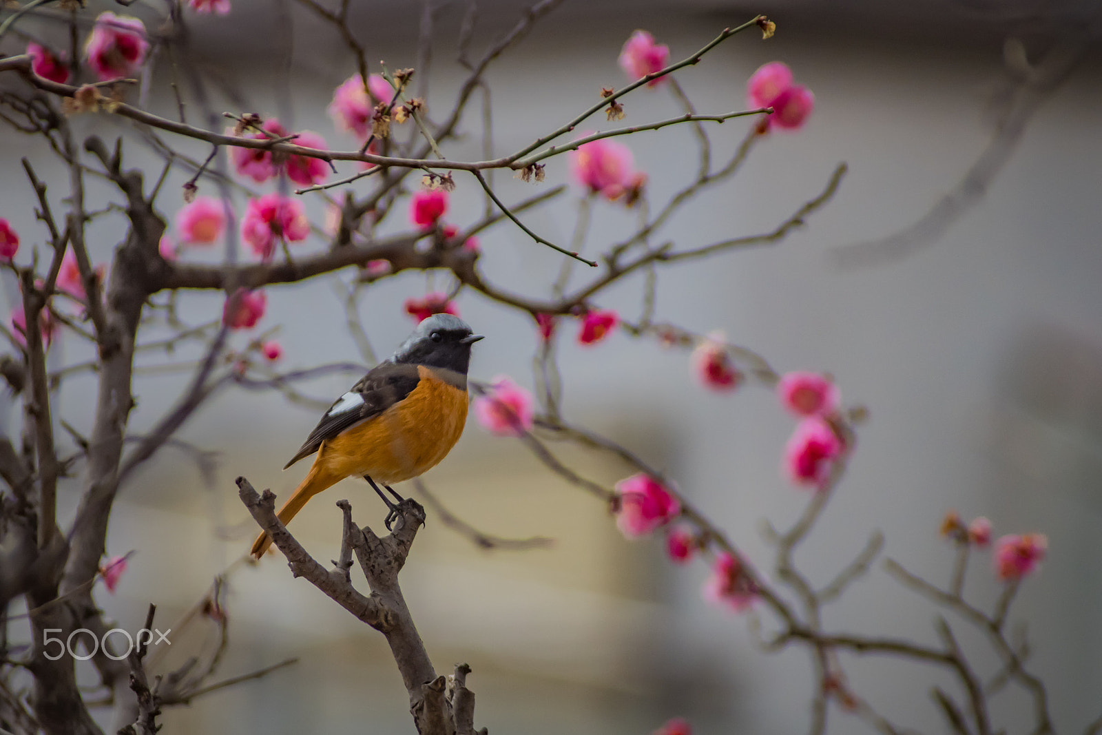 Pentax K-S2 sample photo. Daurian redstart photography