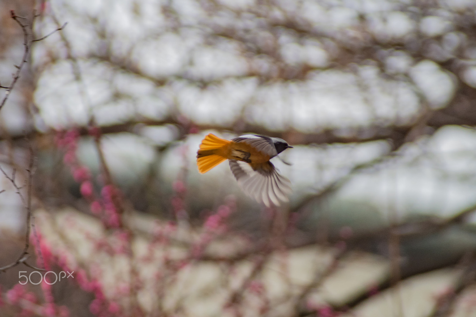 Pentax K-S2 sample photo. Daurian redstart photography