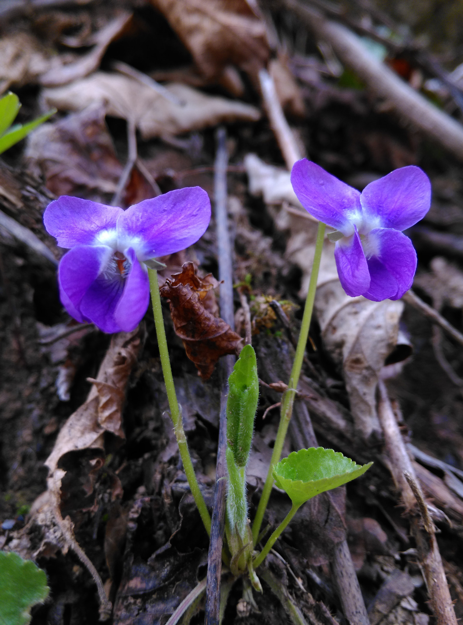 HTC ONE M8S sample photo. Viola odorata photography