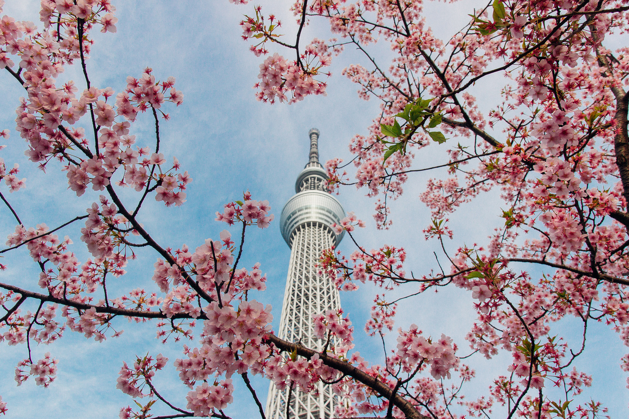 Canon EF-S 17-55mm F2.8 IS USM sample photo. Spring of tokyo photography