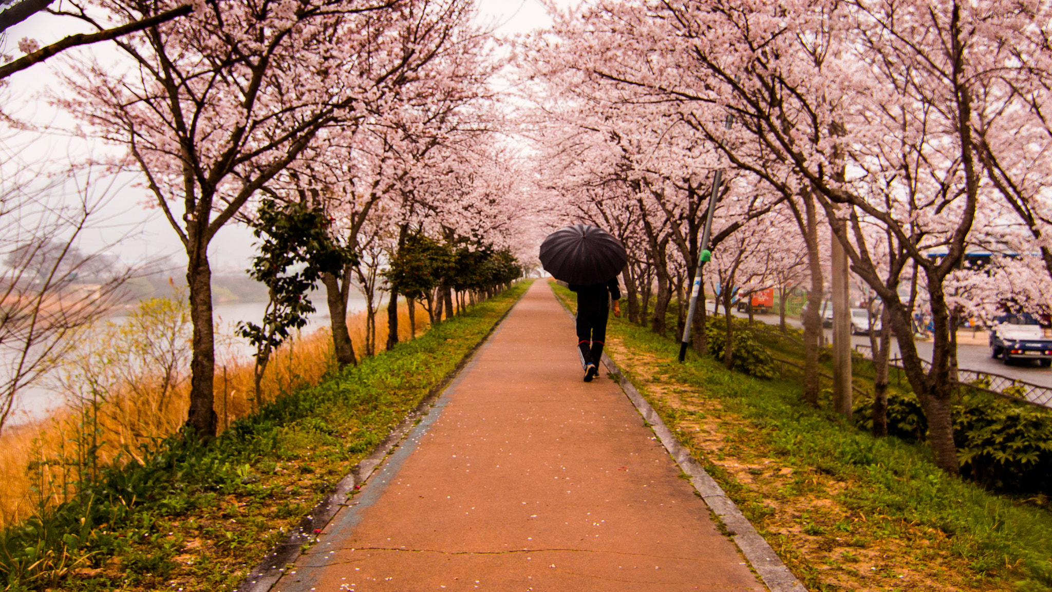 Canon EOS 70D sample photo. Walk blossom cherry photography
