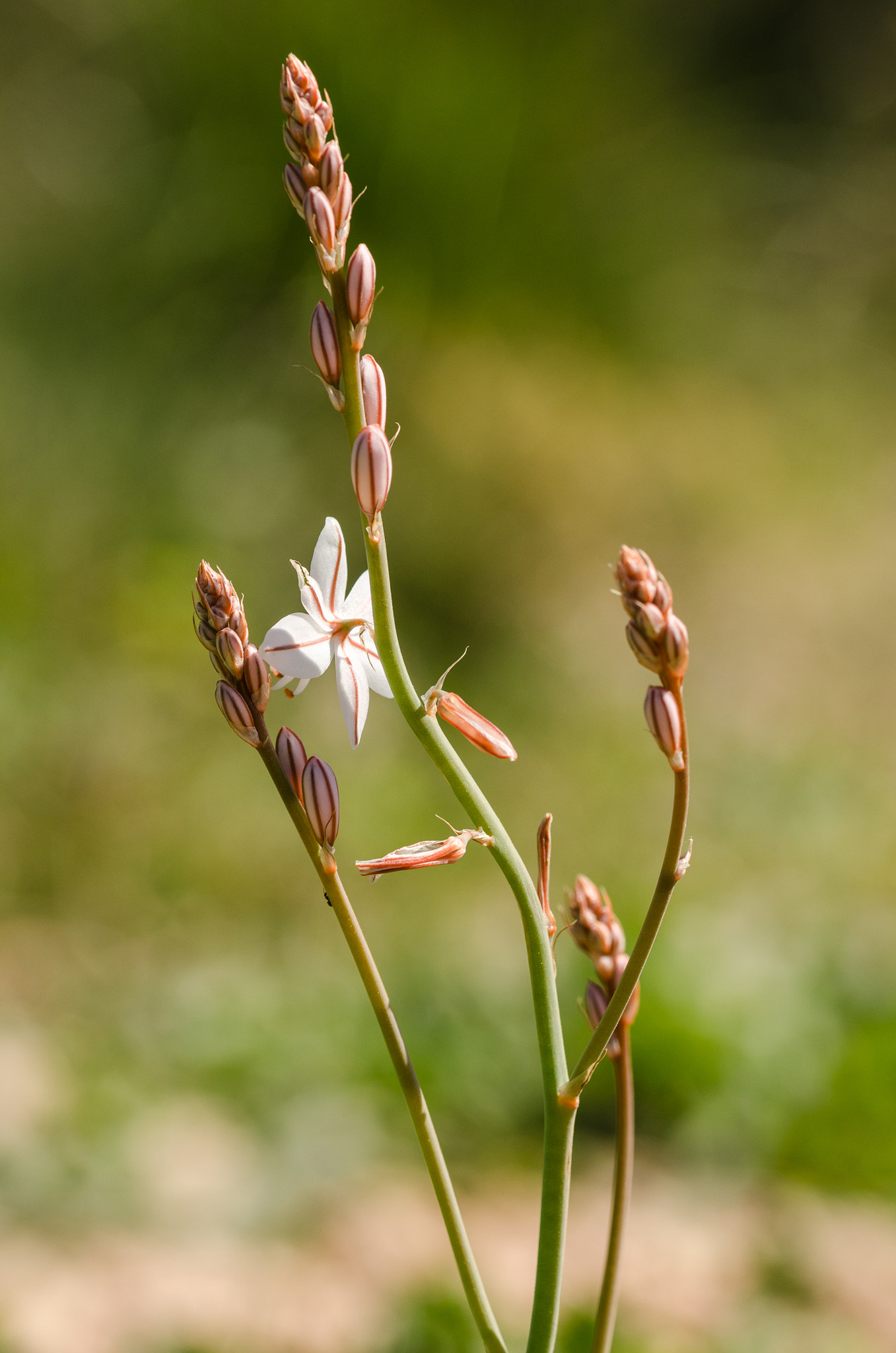 Sigma 105mm F2.8 EX DG OS HSM sample photo. Dsc photography