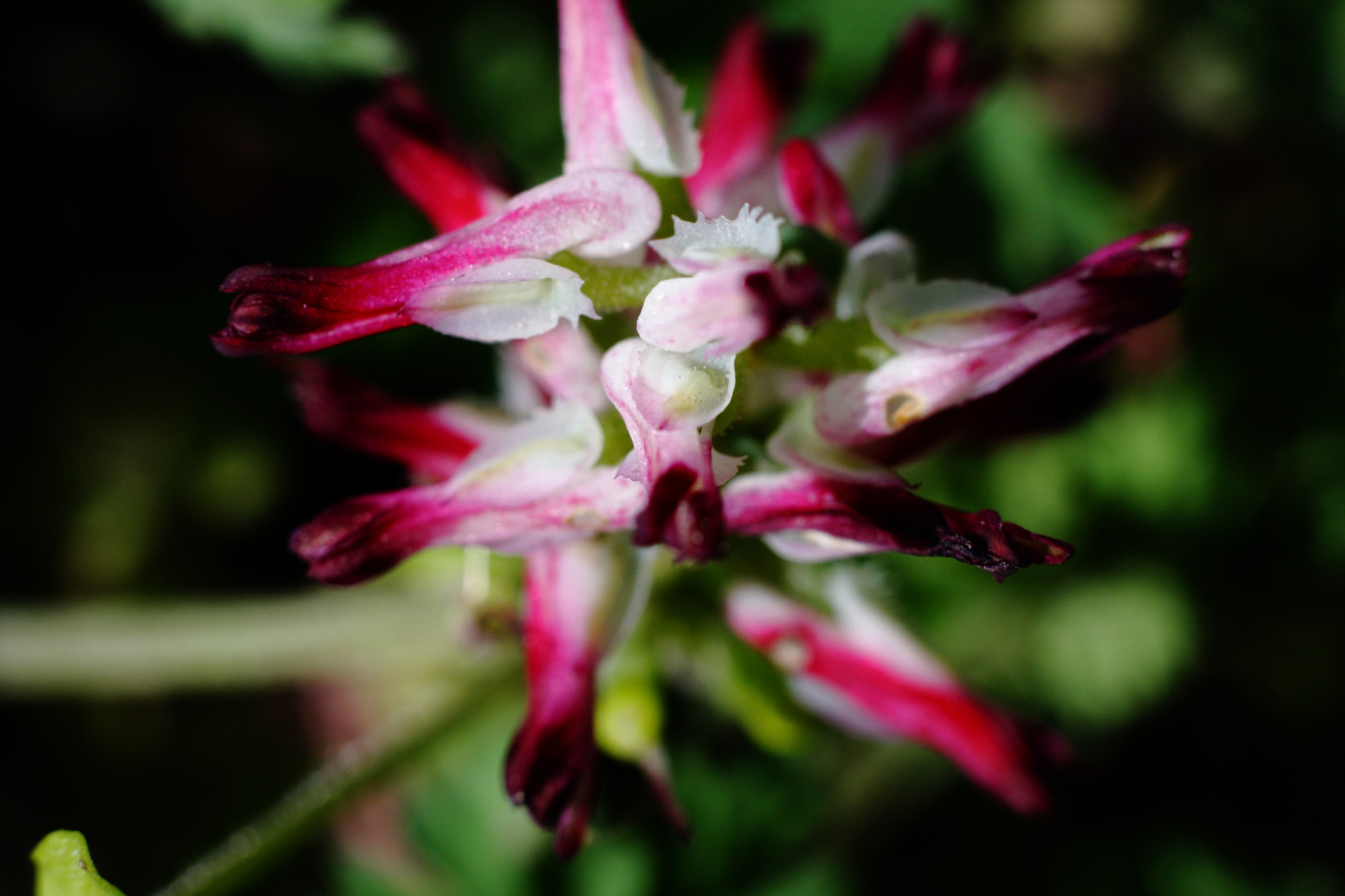 Canon EOS 40D + Canon EF 50mm F1.8 STM sample photo. Fleur photography