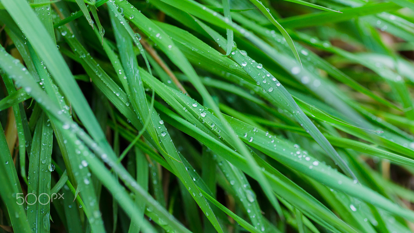 Canon EOS 6D + Canon EF 50mm F2.5 Macro sample photo. Green photography