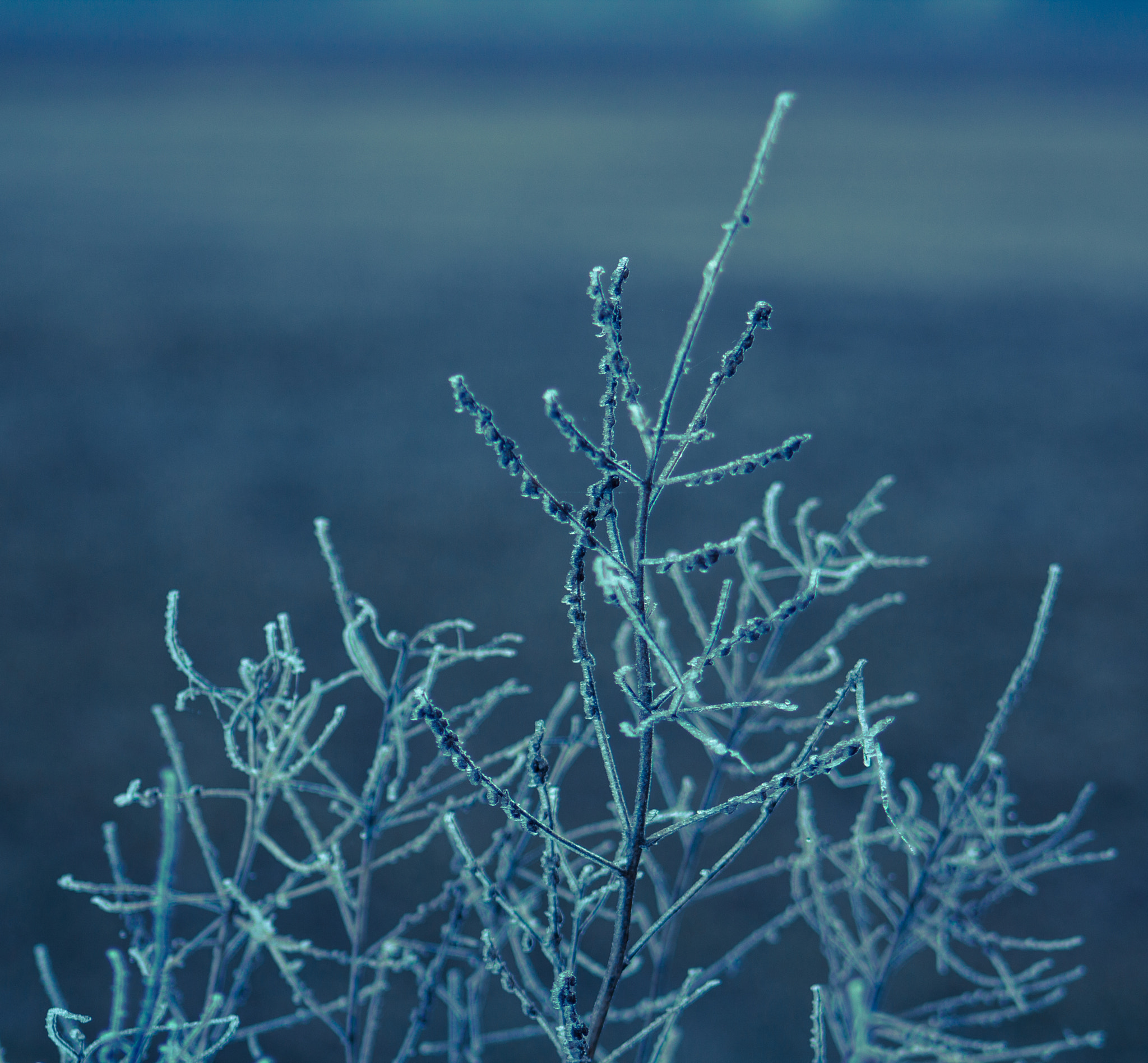 Canon EF 75-300mm f/4-5.6 USM sample photo. Frozen photography