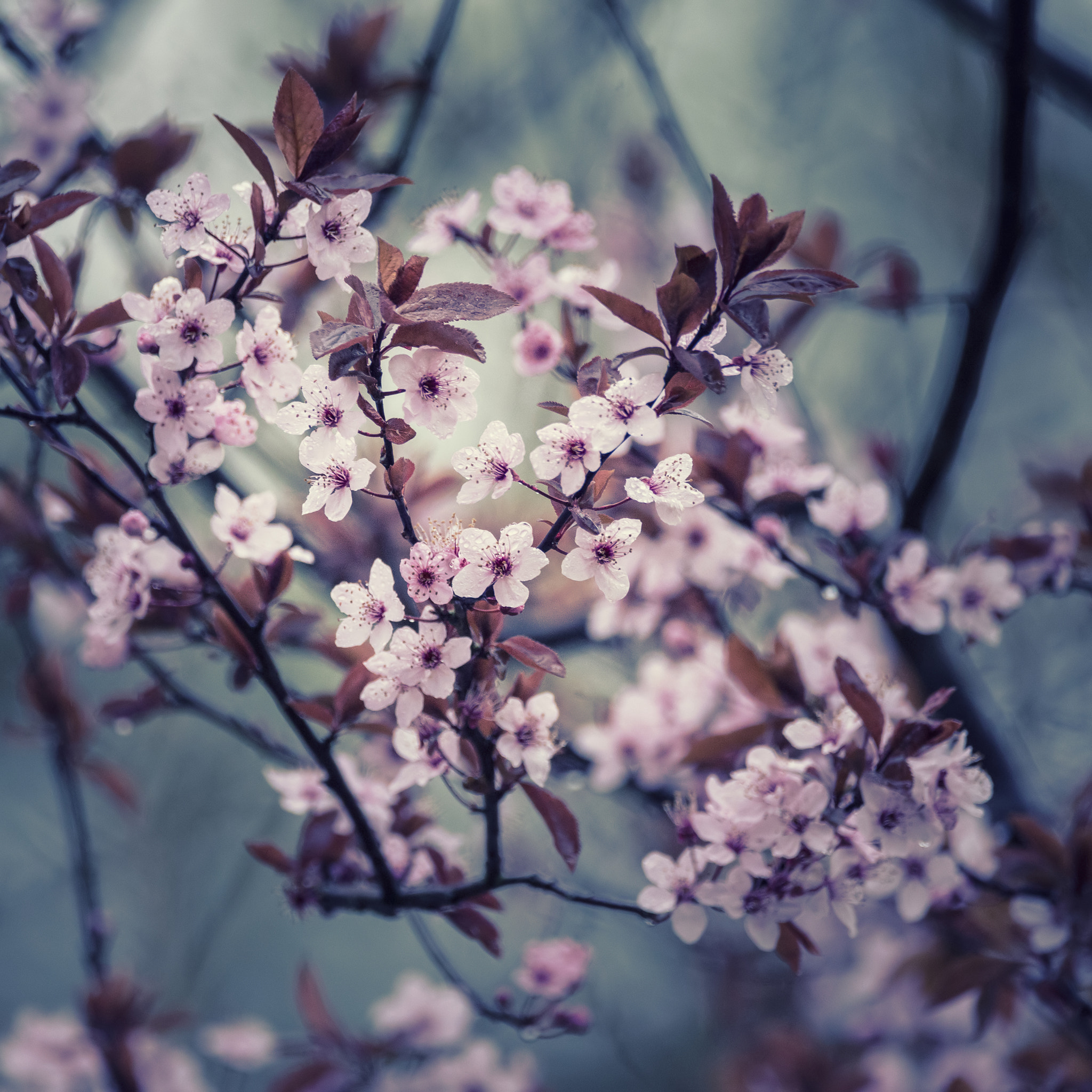 Sigma 150-600mm F5-6.3 DG OS HSM | C sample photo. Stunning japanese cherry blossom cross processed with contrastin photography