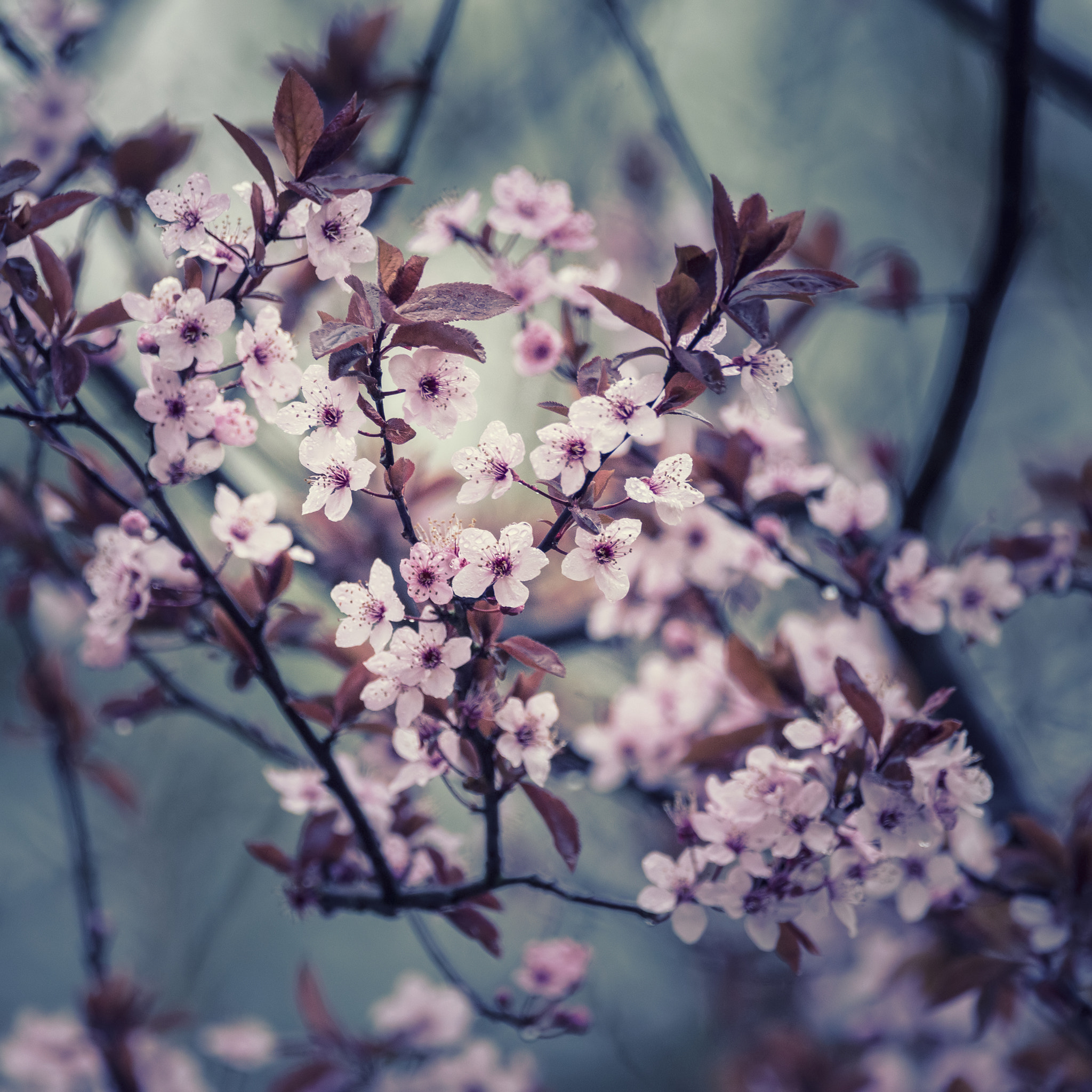 Nikon D800 + Sigma 150-600mm F5-6.3 DG OS HSM | C sample photo. Stunning japanese cherry blossom cross processed with contrastin photography