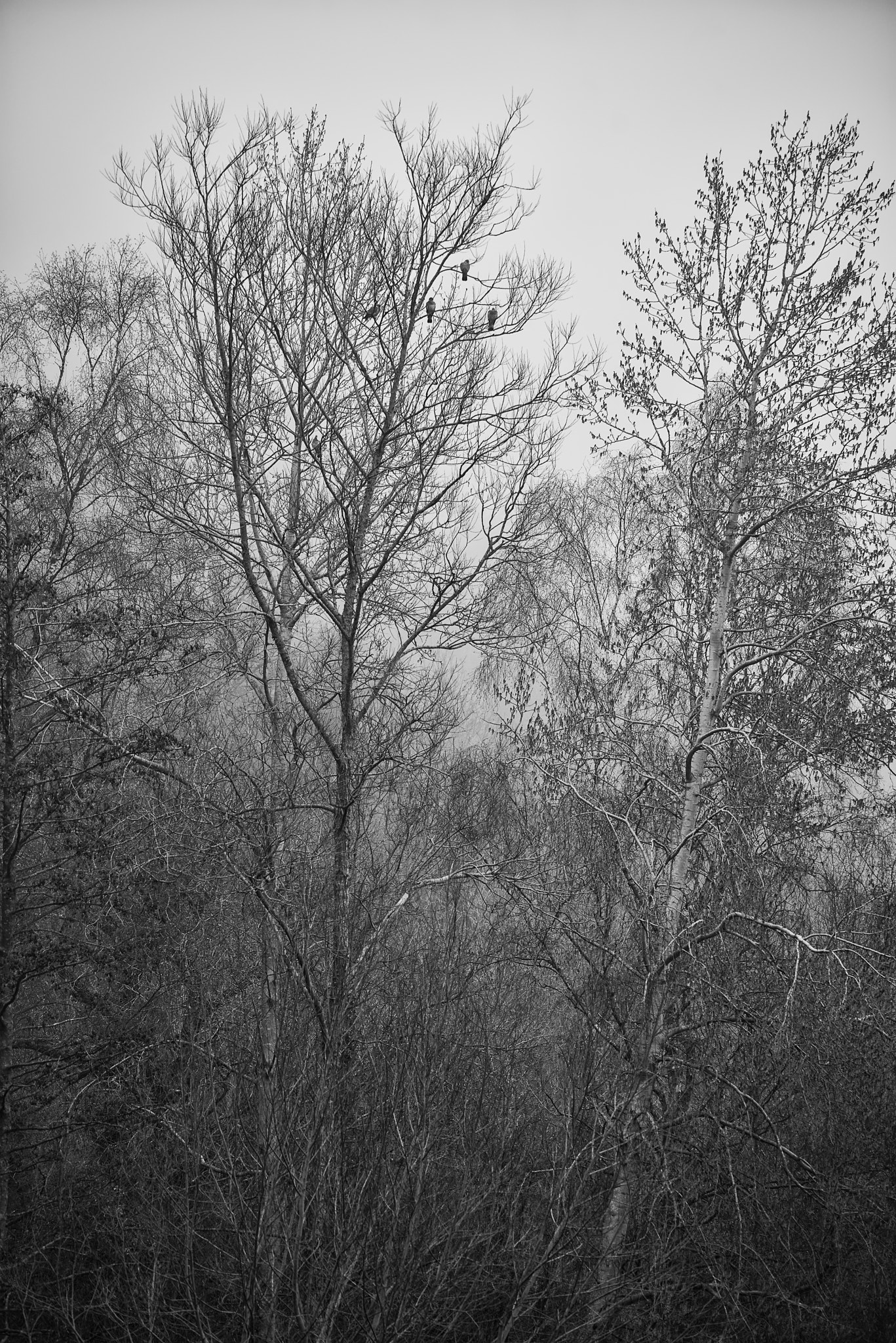 Nikon D800 + Sigma 150-600mm F5-6.3 DG OS HSM | C sample photo. Toned black and white landscape of foggy forest scene photography