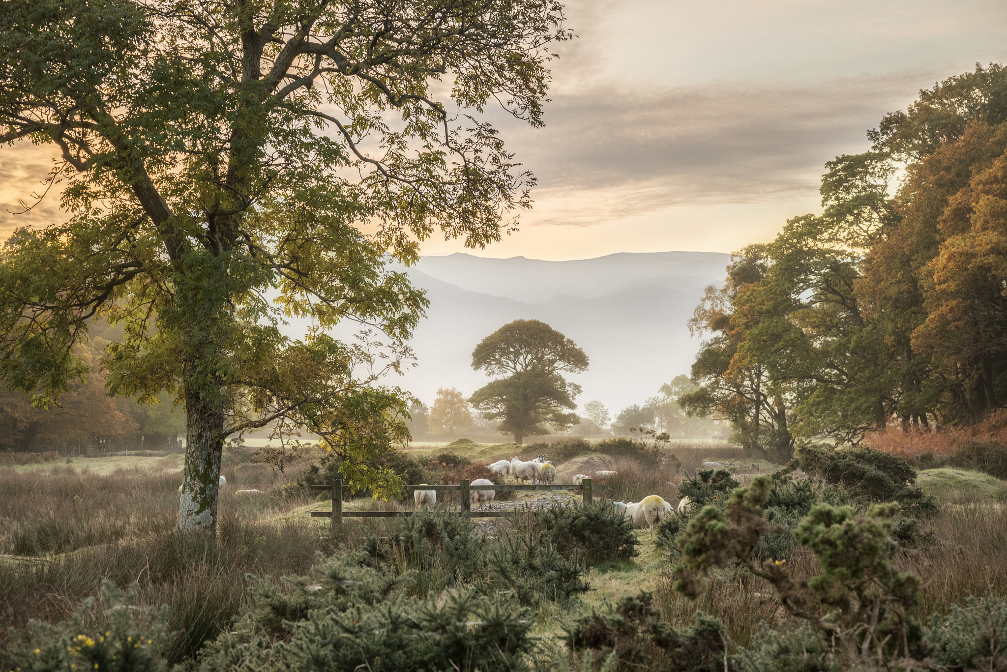 Nikon D800 sample photo. Stunning winter foggy sunrise over countryside around crummock w photography