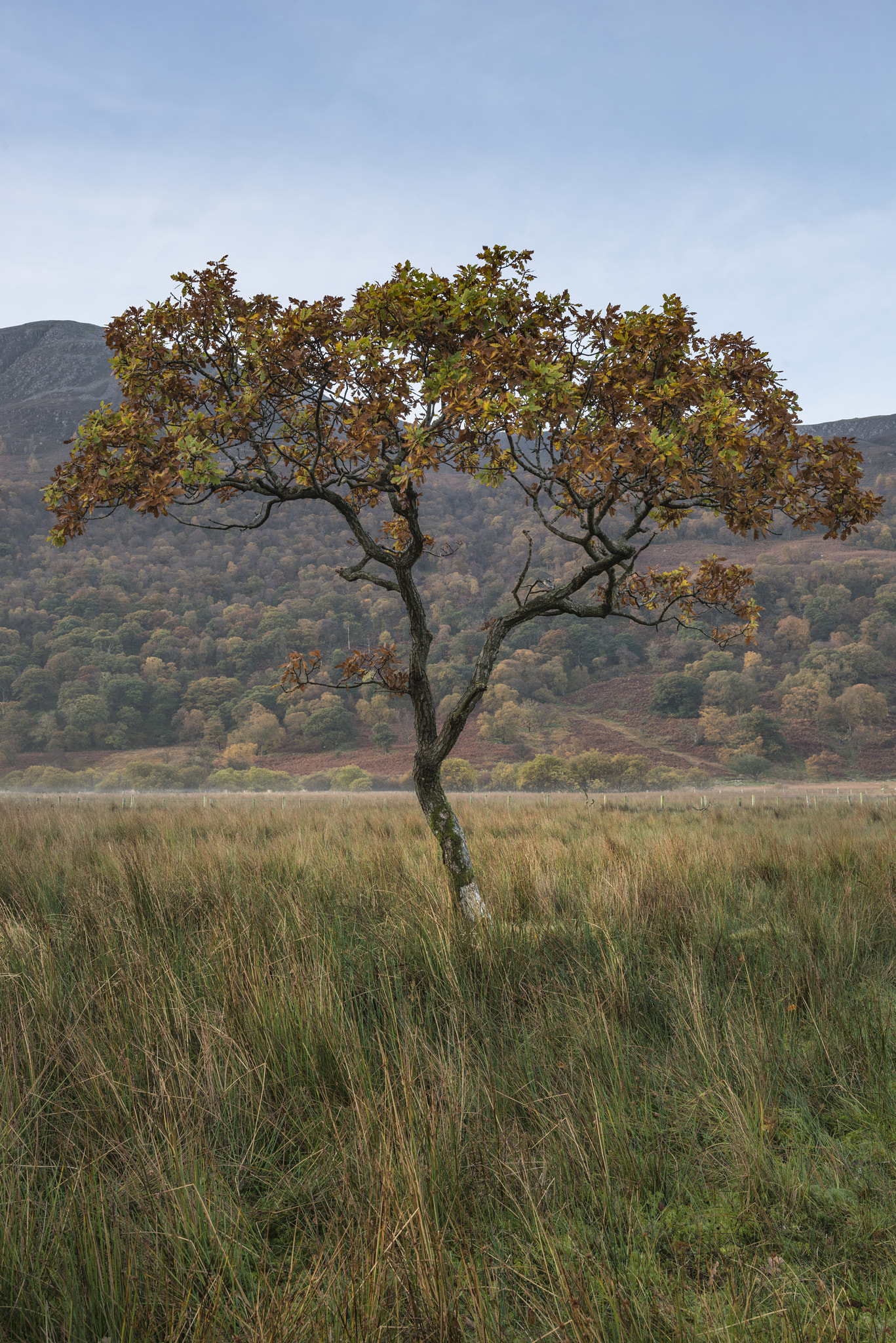 Nikon D800 + Nikon AF-S Nikkor 18-35mm F3.5-4.5G ED sample photo. Stunning winter foggy sunrise over countryside around crummock w photography