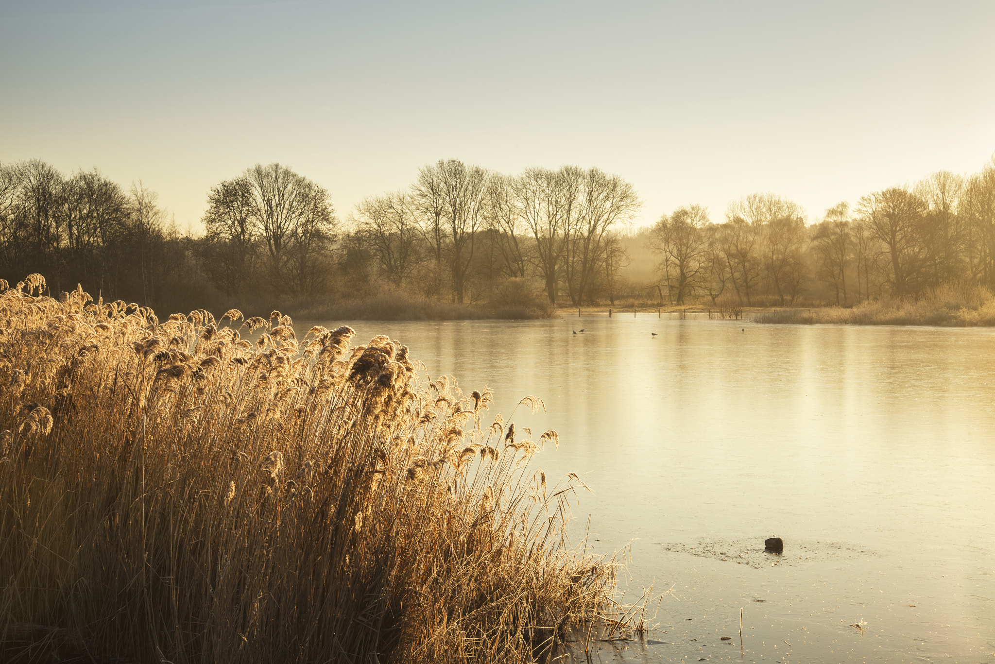 Nikon D800 sample photo. Beautiful vibrant english countryside lake image with frost and photography