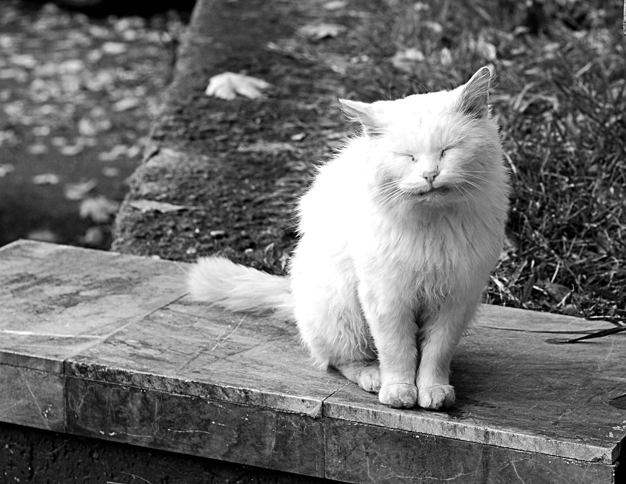 Nikon D80 + Nikon AF Nikkor 50mm F1.4D sample photo. White cat ii photography