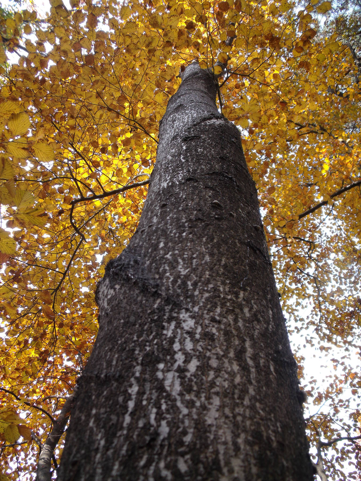 Fujifilm FinePix J110W sample photo. Autumn photography