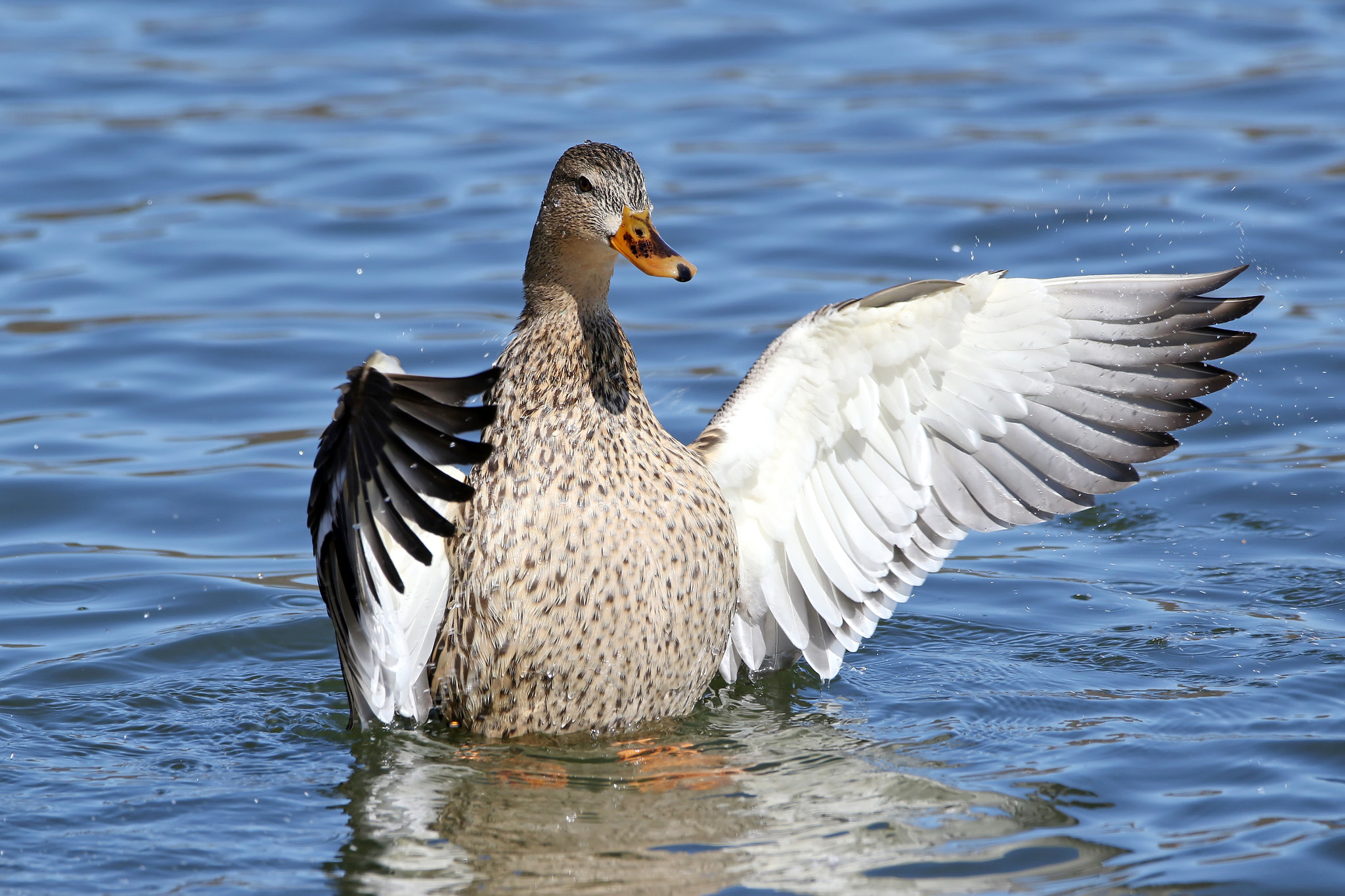150-600mm F5-6.3 DG OS HSM | Contemporary 015 sample photo. Wing flap photography