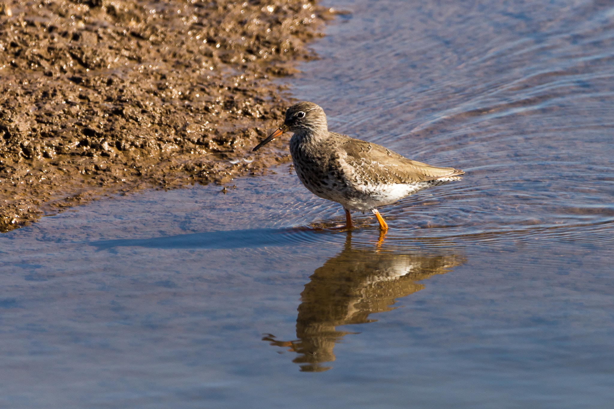 Canon EOS 700D (EOS Rebel T5i / EOS Kiss X7i) sample photo. Redshank photography