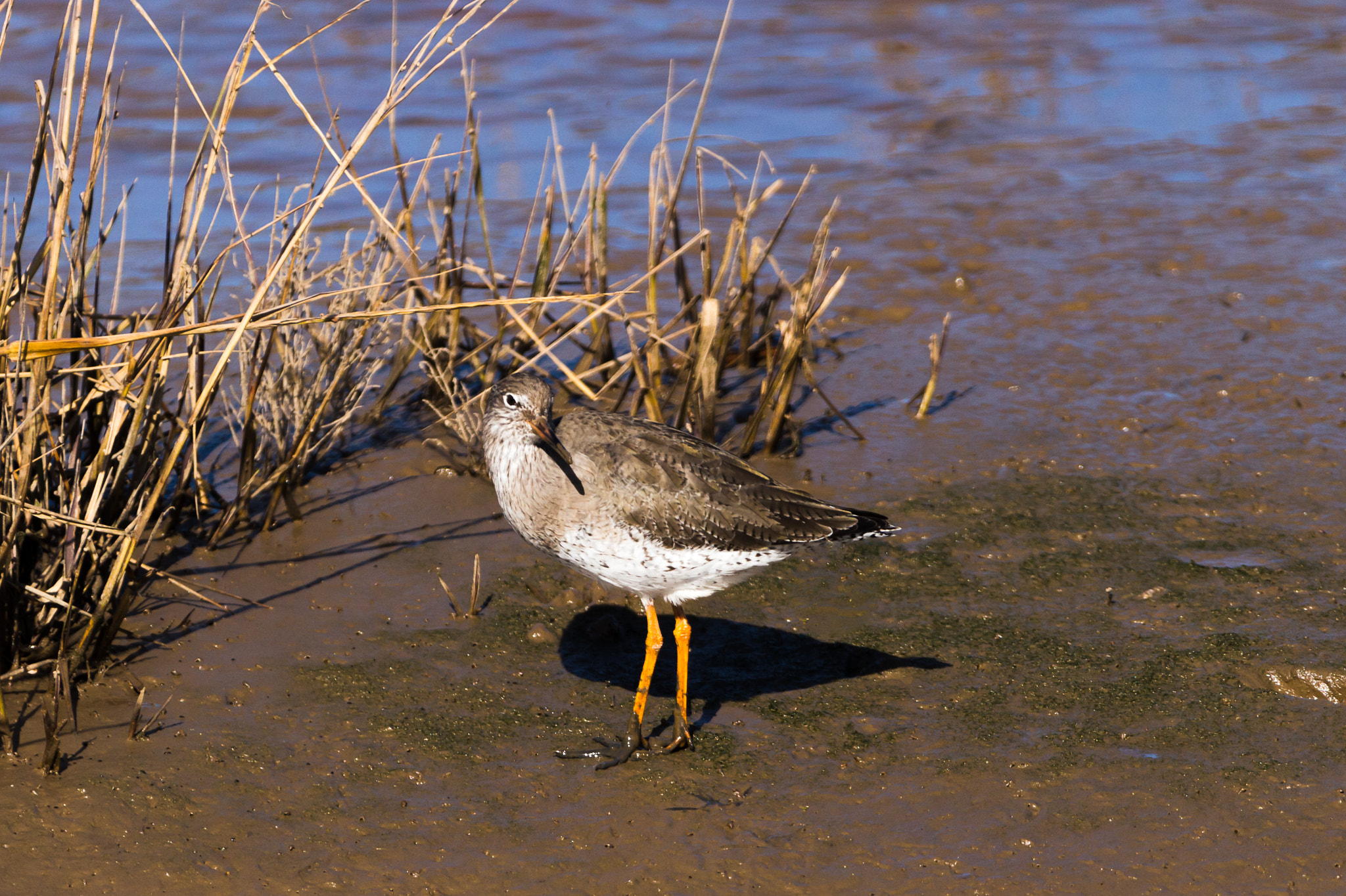 Canon EOS 700D (EOS Rebel T5i / EOS Kiss X7i) + 150-600mm F5-6.3 DG OS HSM | Contemporary 015 sample photo. Redshank photography