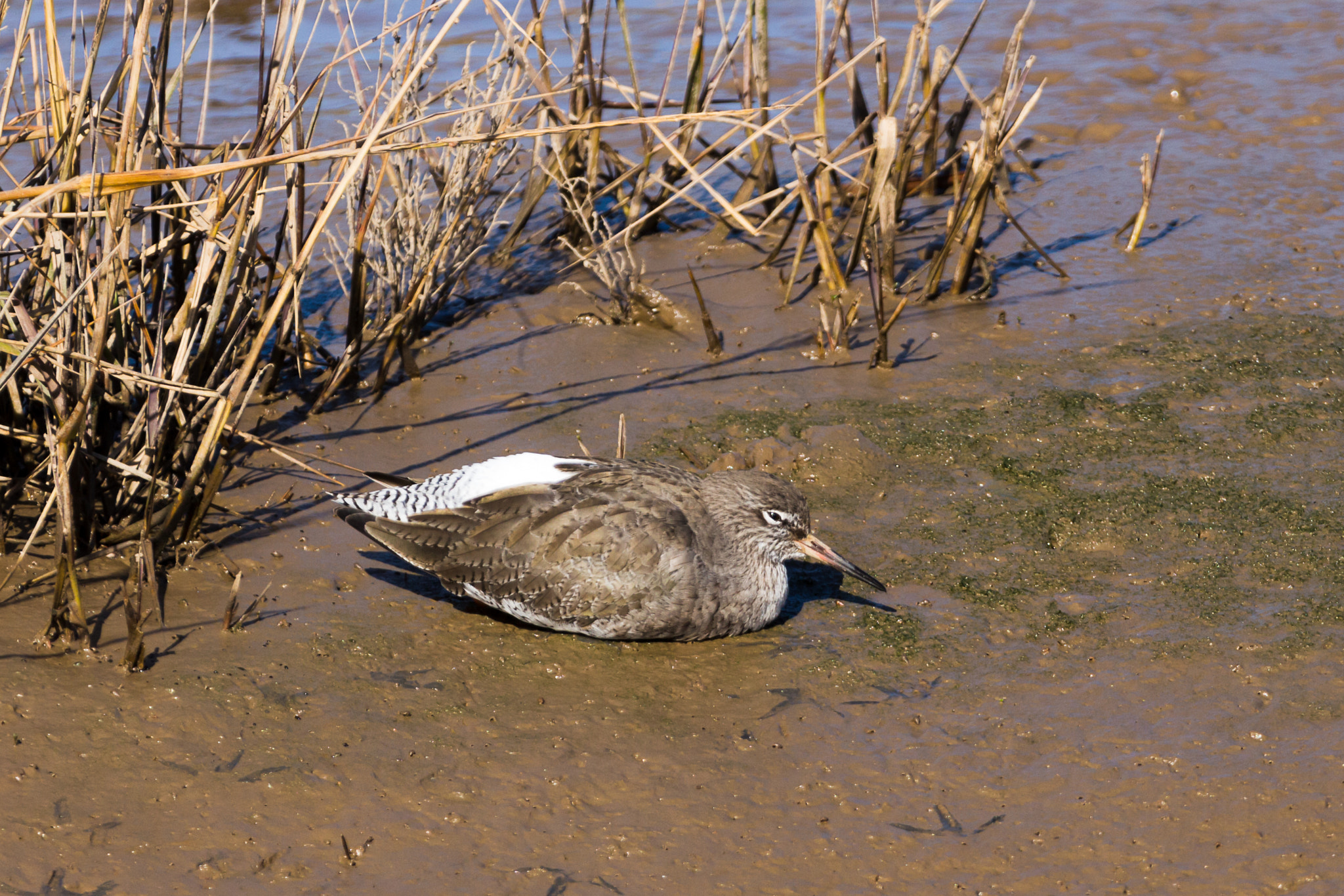 Canon EOS 700D (EOS Rebel T5i / EOS Kiss X7i) + 150-600mm F5-6.3 DG OS HSM | Contemporary 015 sample photo. Redshank at rest. photography