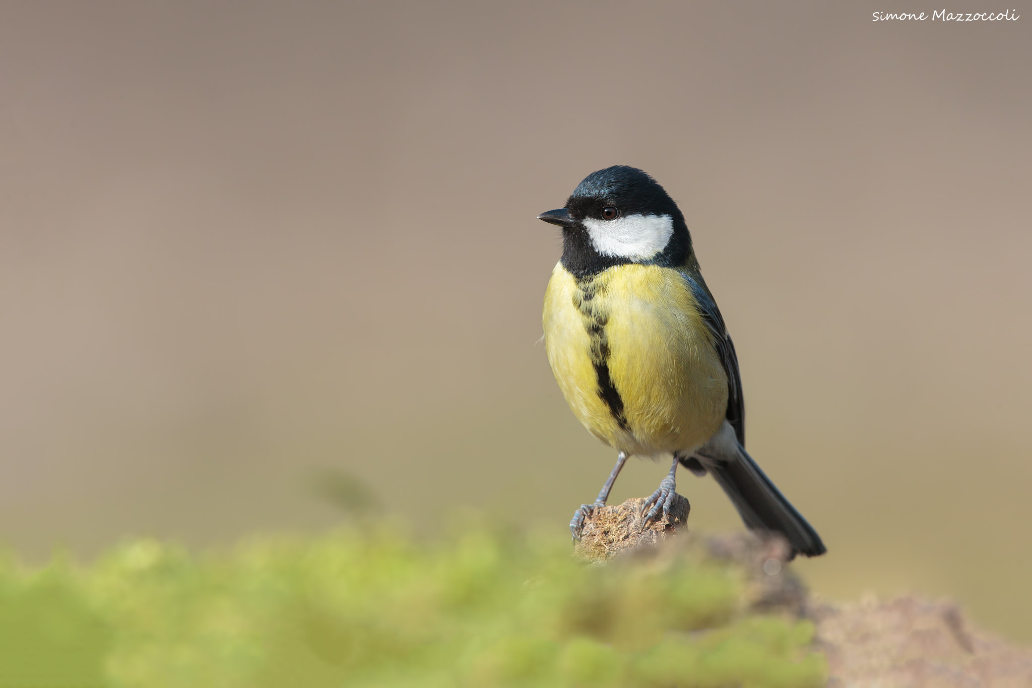 Canon EOS-1D X + Canon EF 400mm F2.8L IS USM sample photo. Cincia on the green photography